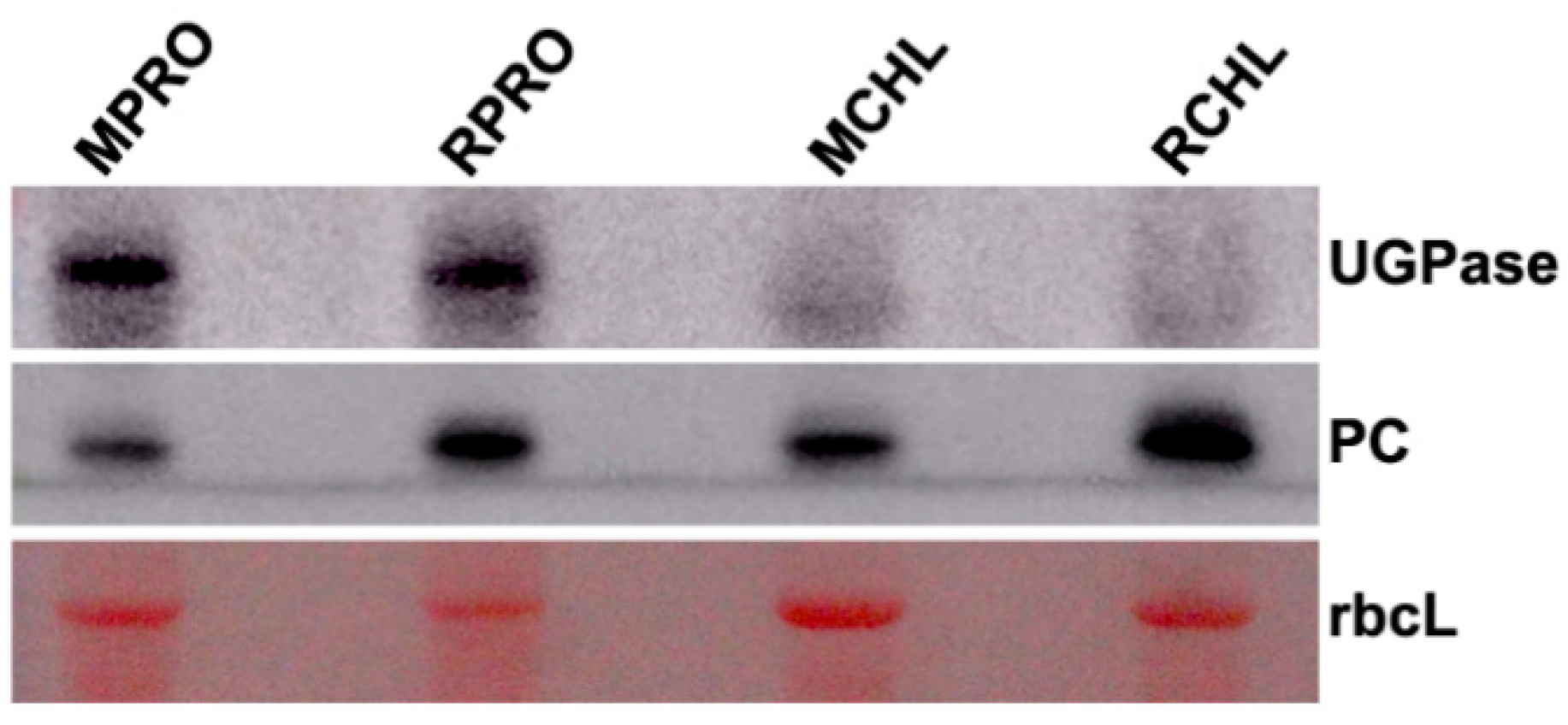 Ijms 20 00253 g003 Ijms 20 00253 g003