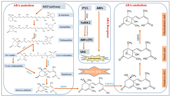 Abiotic Stresses Intervene with ABA Signaling to Induce