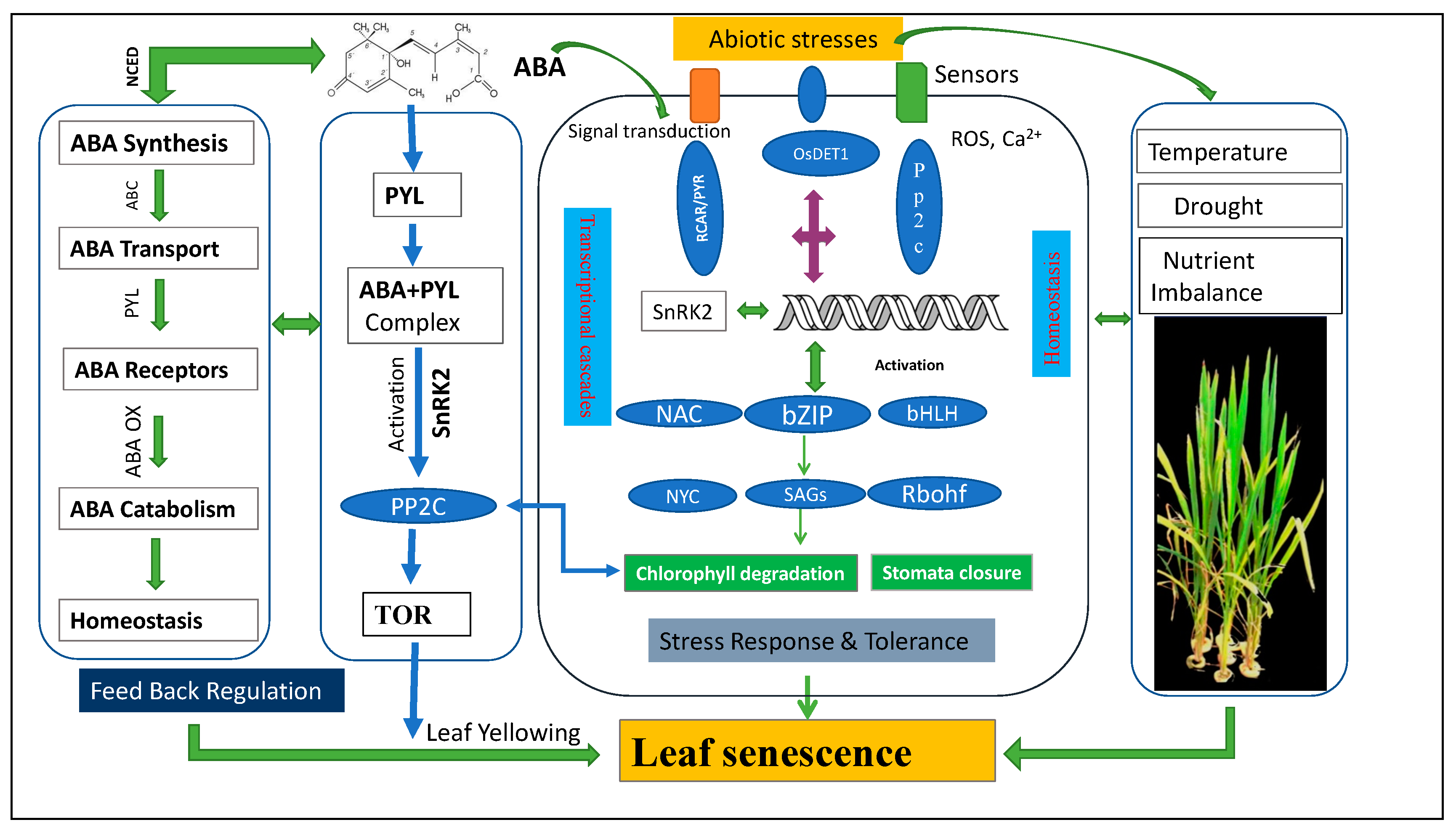 Abiotic Stresses Intervene with ABA Signaling to Induce