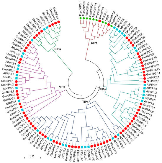 Investigation of the AQP Family in Soybean and the Promoter Activity of ...