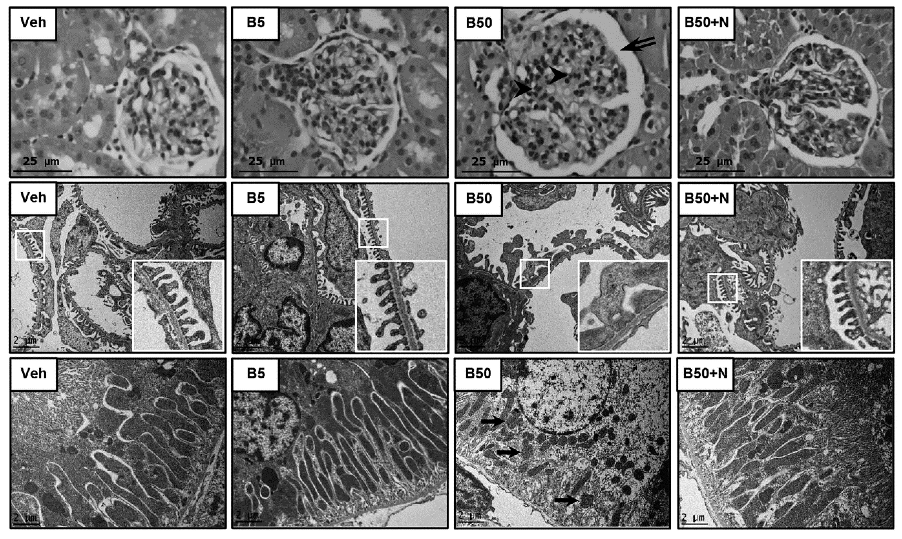 Ijms 20 00267 g001 Ijms 20 00267 g001