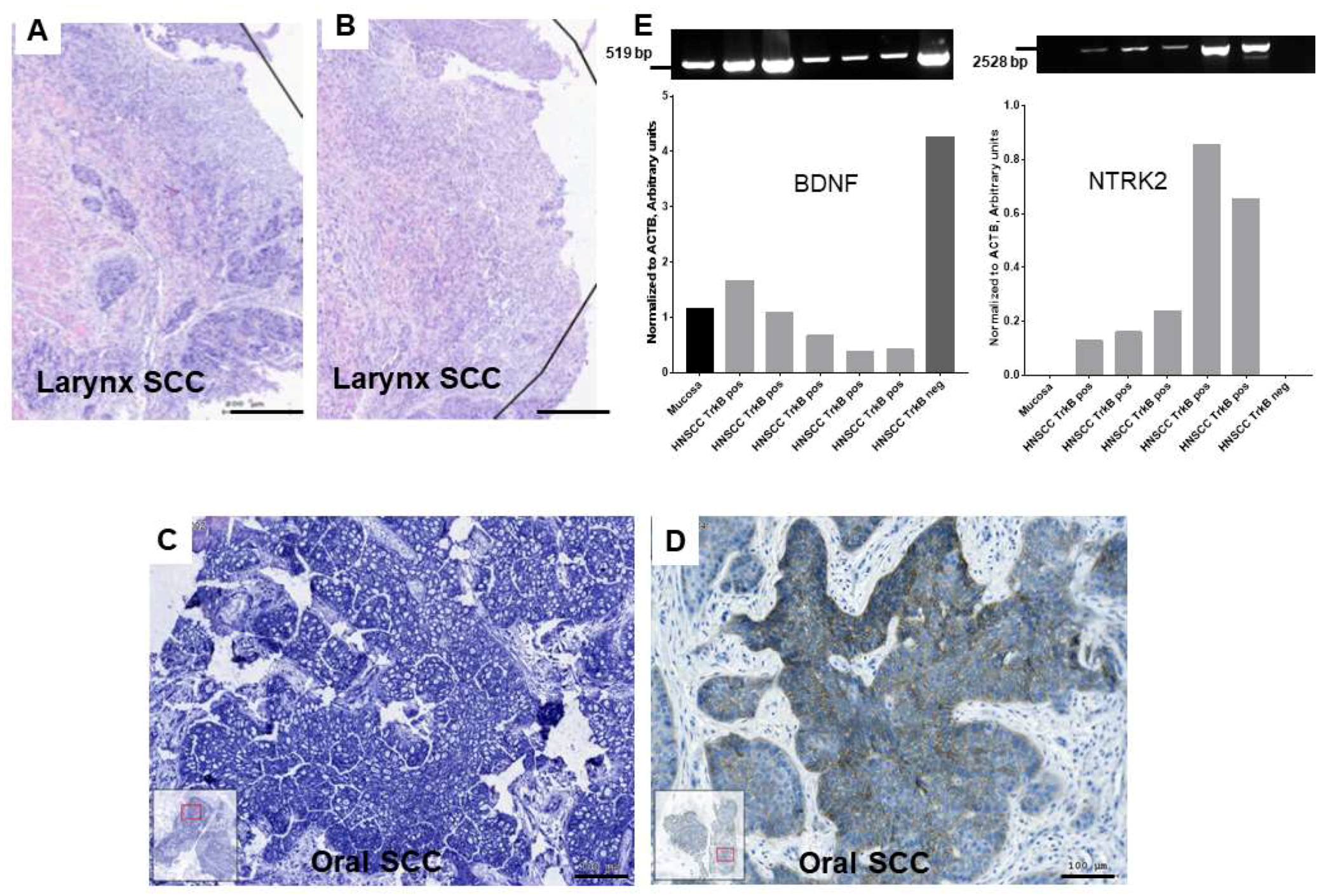 Ijms 20 00272 g001 Ijms 20 00272 g001