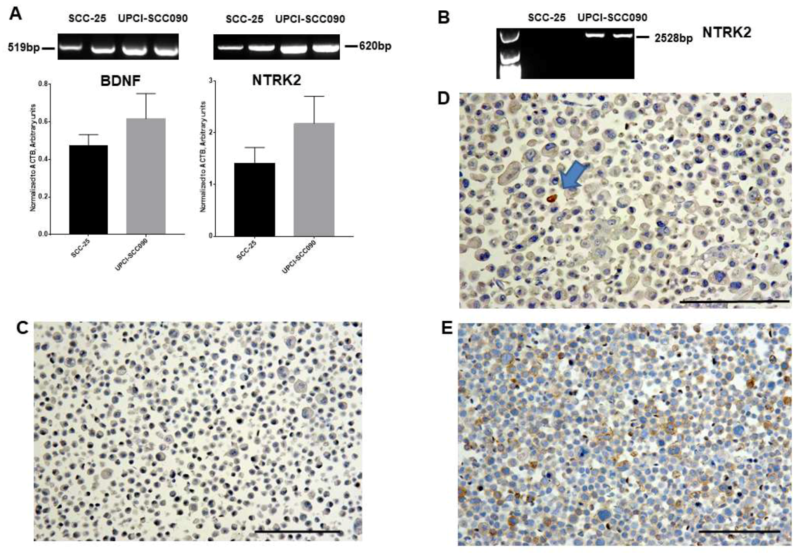 Ijms 20 00272 g003 Ijms 20 00272 g003