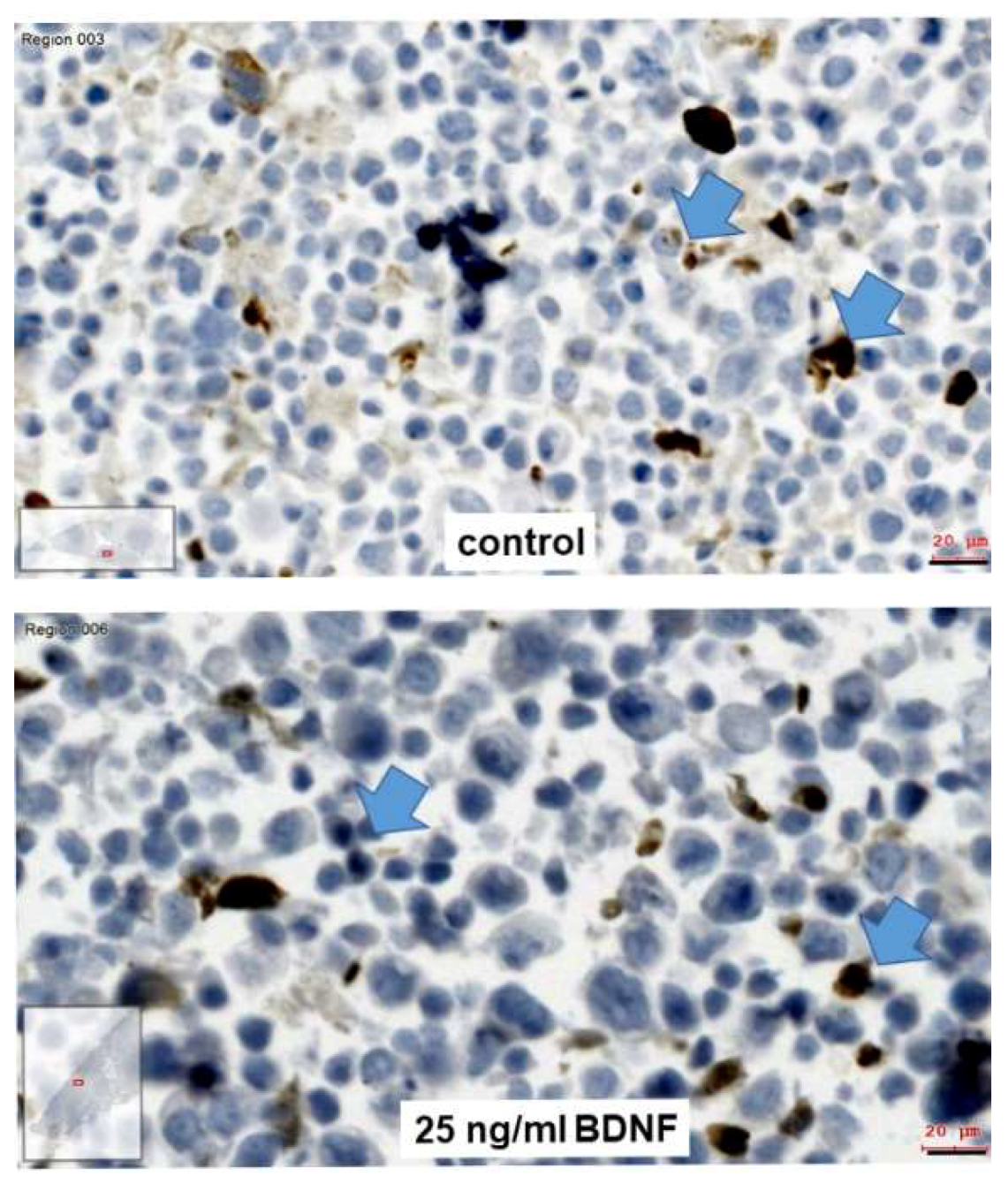 Ijms 20 00272 g004 Ijms 20 00272 g004