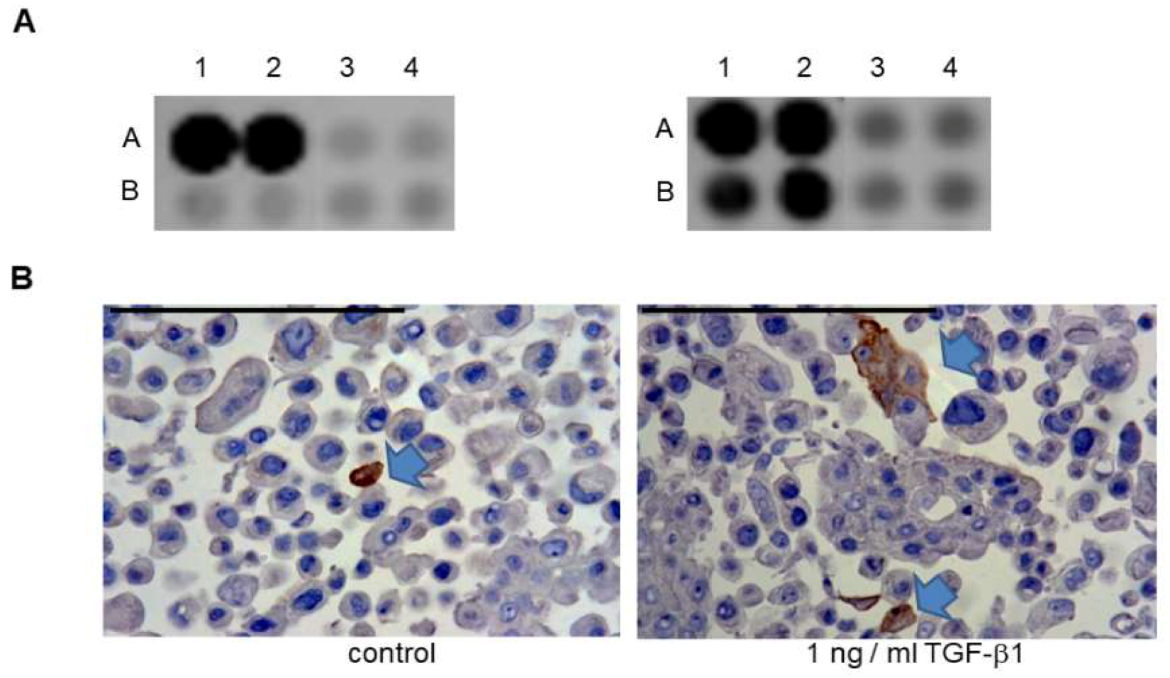 Ijms 20 00272 g007 Ijms 20 00272 g007