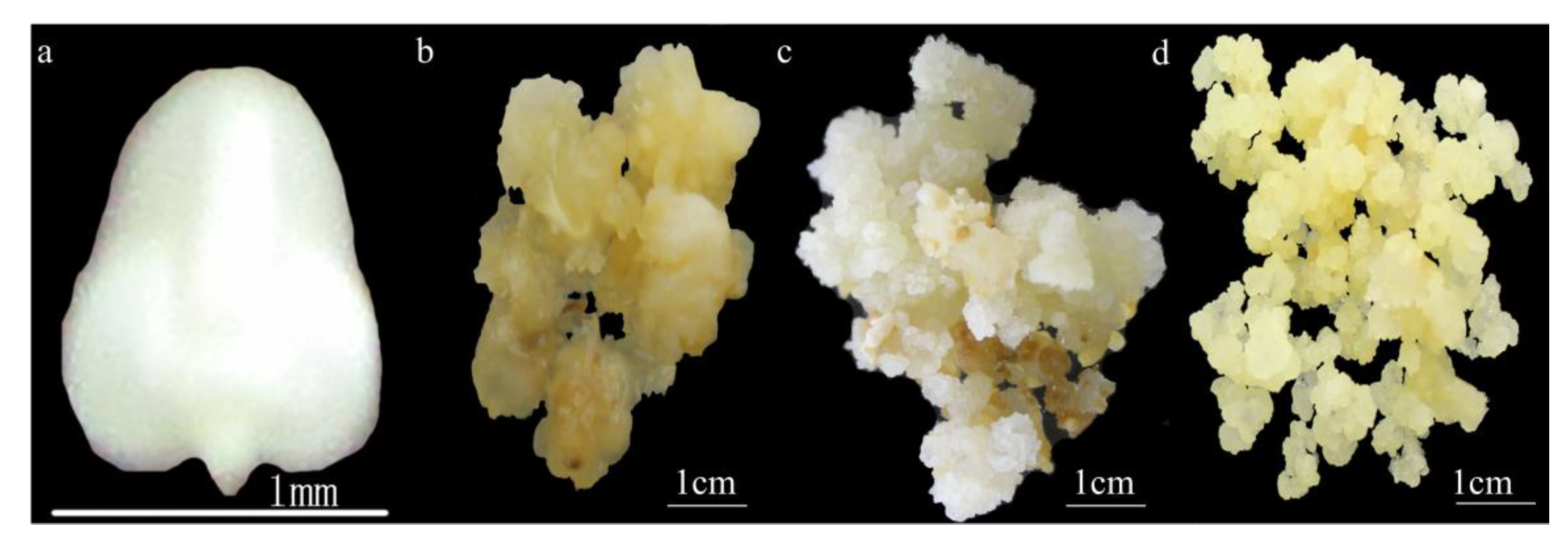 Ijms 20 00279 g004 Ijms 20 00279 g004