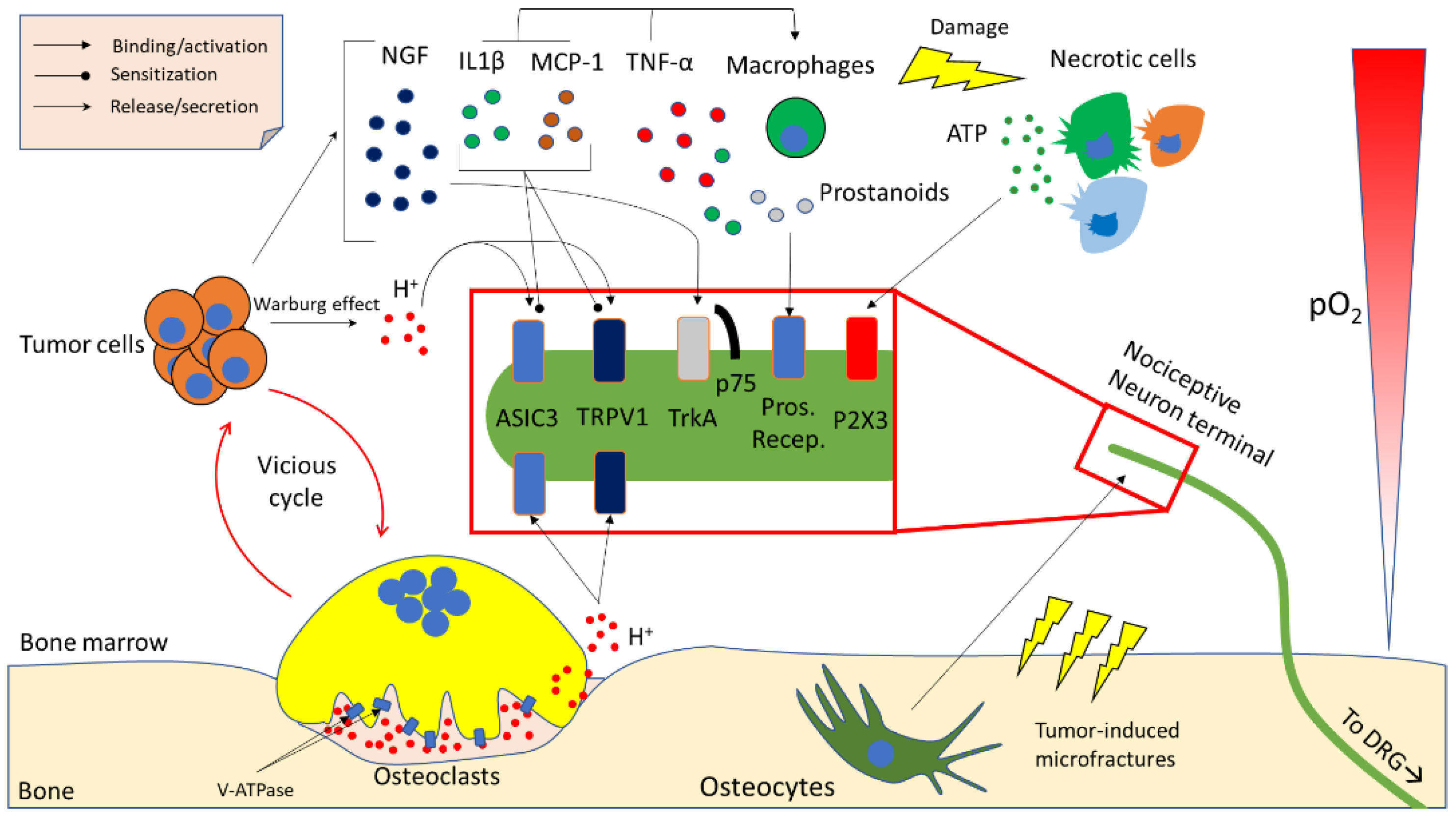 Ijms | Free Full-Text | Bone Metastasis Pain, From The Bench To The Bedside  | Html