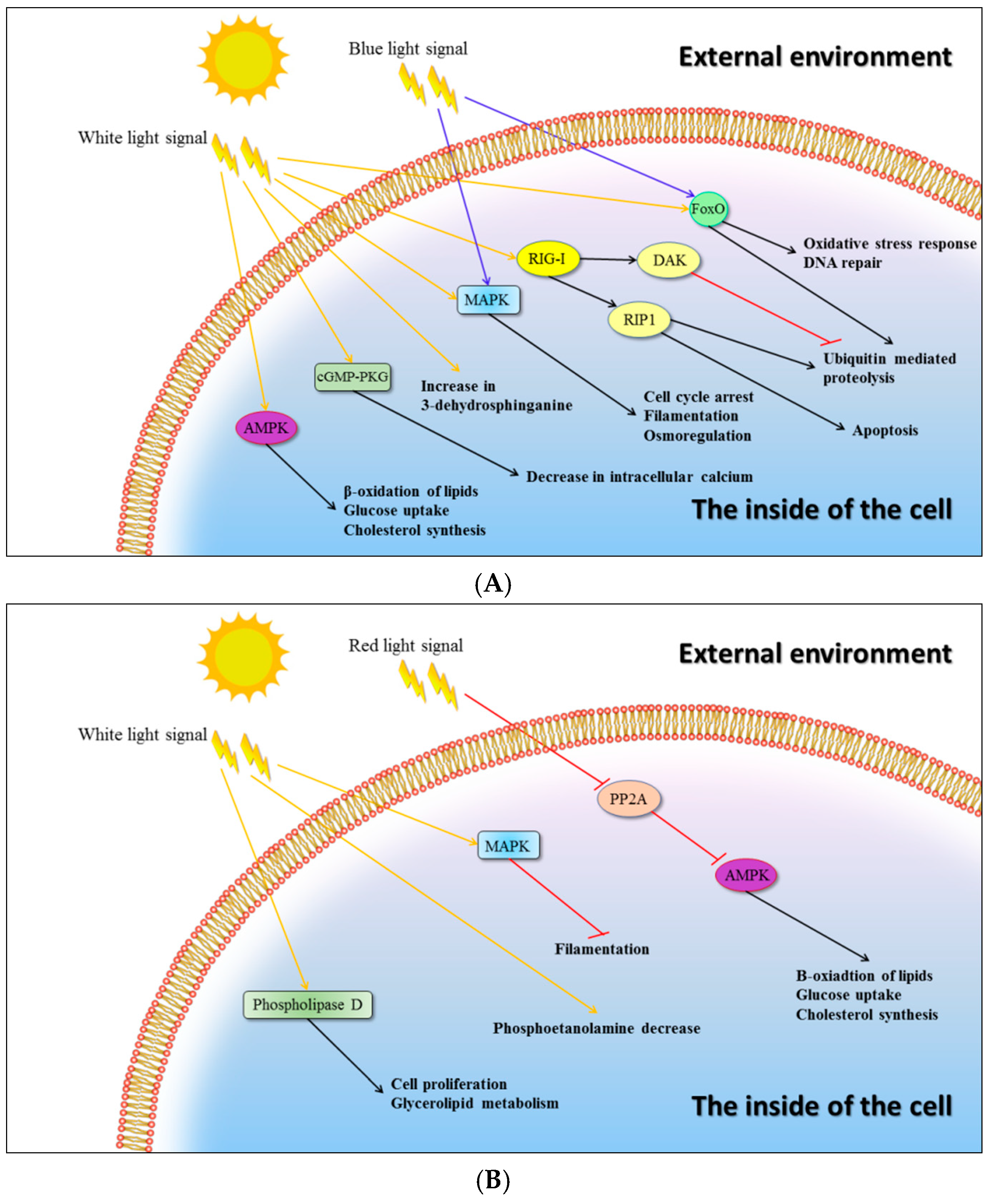 Ijms 20 00290 g003 Ijms 20 00290 g003