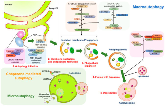 Diverse Functions of Autophagy in Liver Physiology and Liver