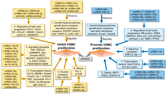 The microRNAs Regulating Vascular Smooth Muscle Cell