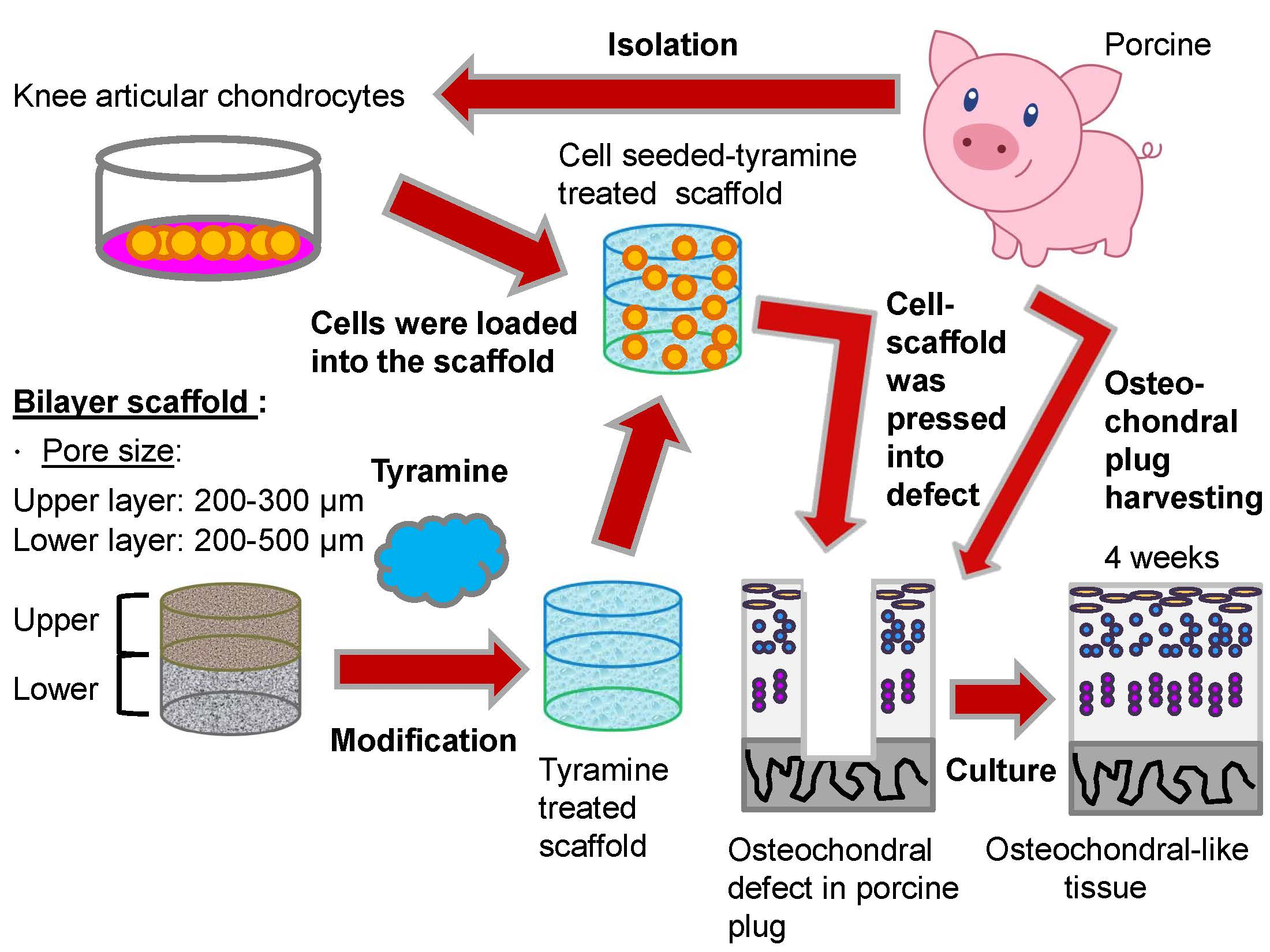 Ijms Free Full Text Osteochondral Tissue Regeneration Using A Tyramine Modified Bilayered Plga Scaffold Combined With Articular Chondrocytes In A Porcine Model Ijms Free Full Text Osteochondral Tissue Regeneration Using A Tyramine Modified Bilayered Plga Scaffold Combined With Articular Chondrocytes In A Porcine Model