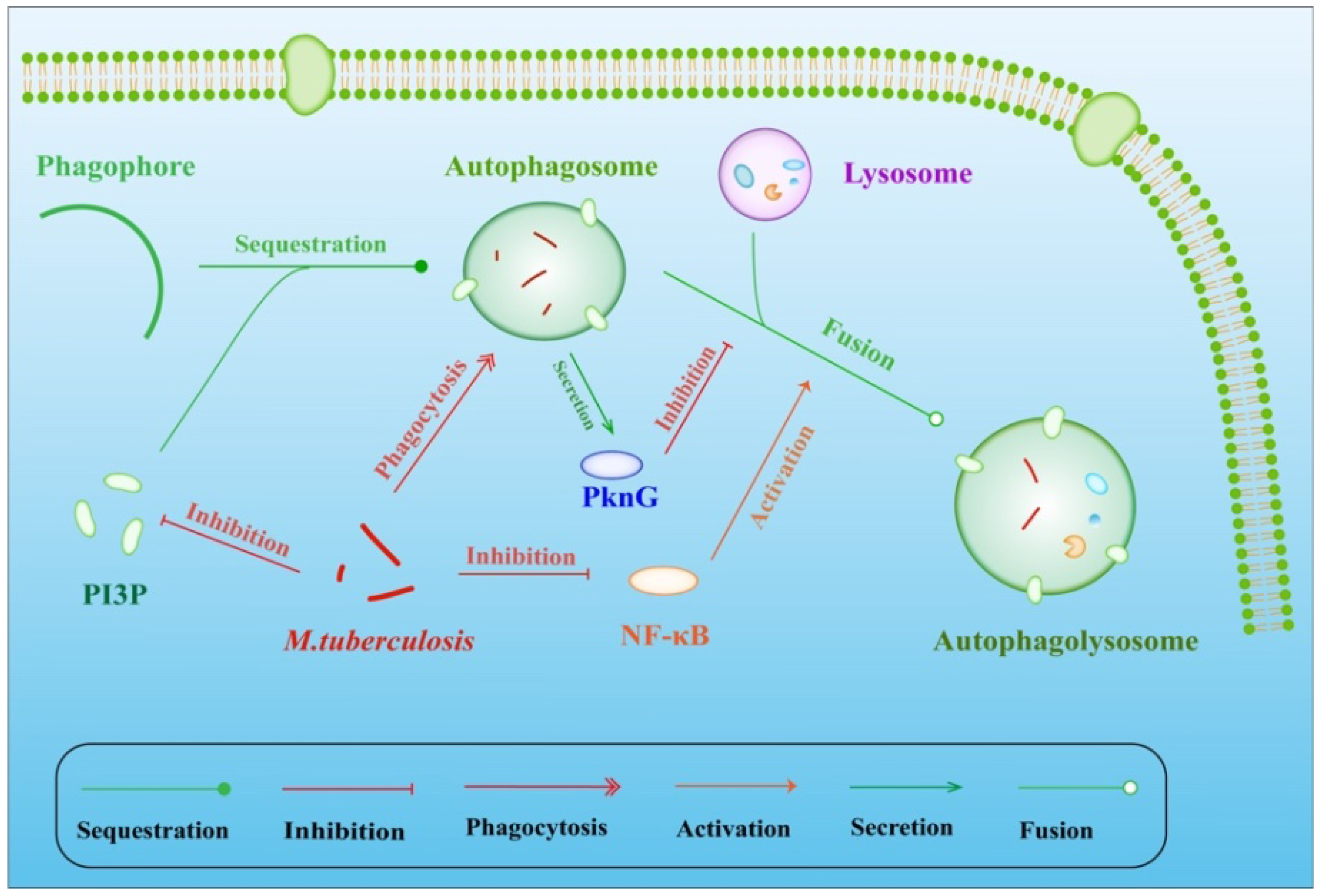(PDF) Drug Resistance Pattern of Mycobacterium 
