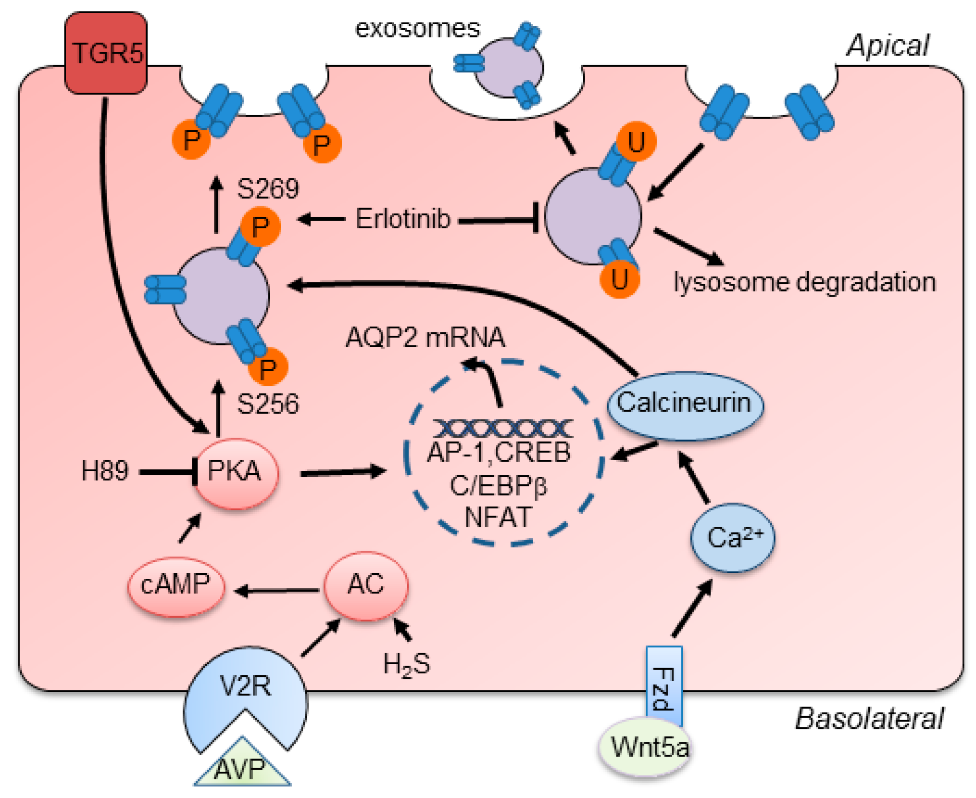 Ijms 20 00366 g002 Ijms 20 00366 g002