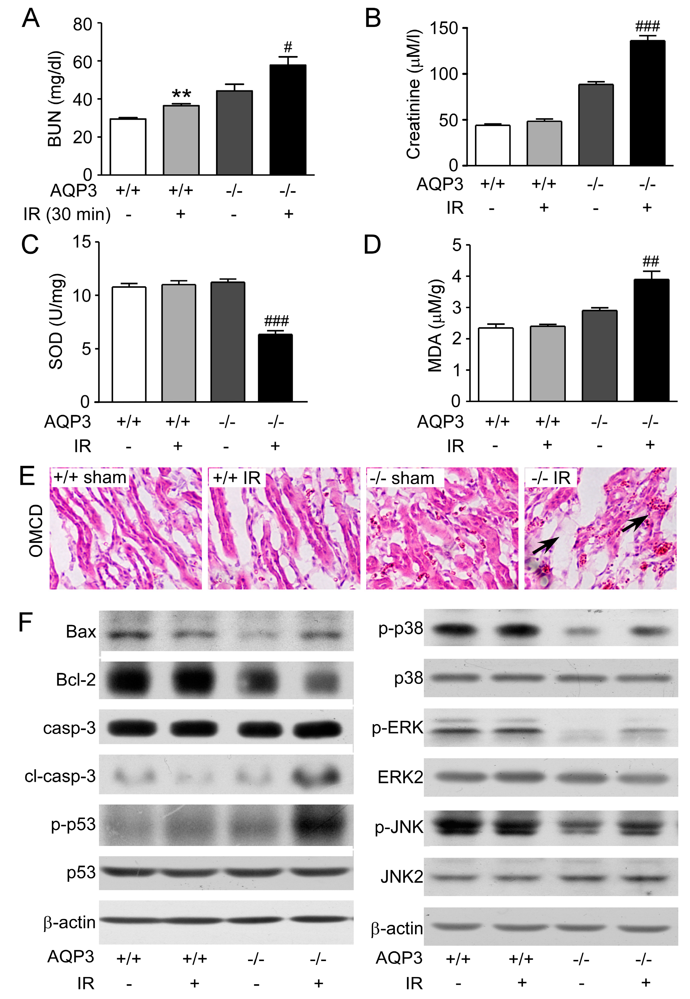 Ijms 20 00366 g004 Ijms 20 00366 g004