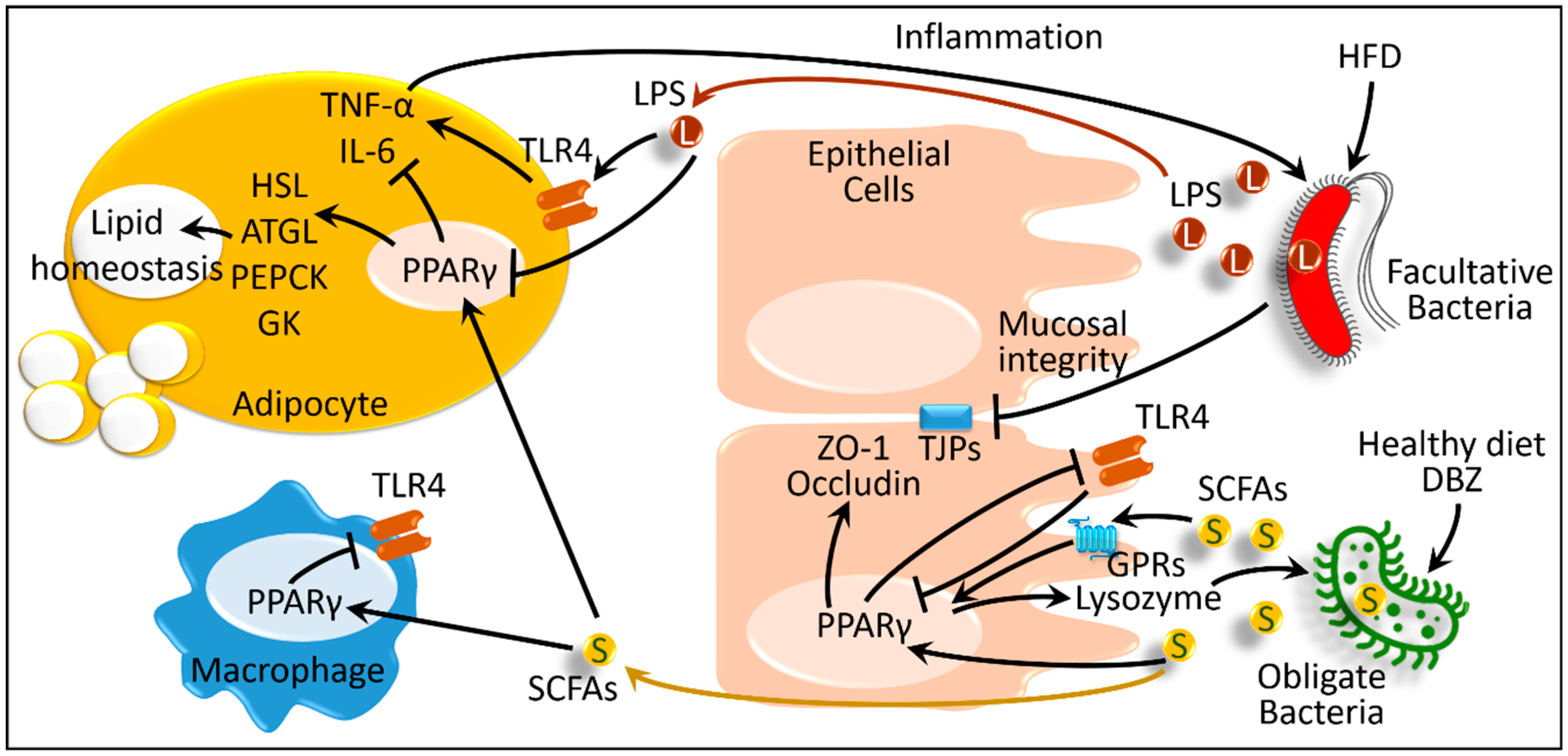 Ijms Free Full Text Interactions Between Host Ppars And Gut