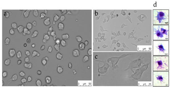 Ijms Free Full Text Regulatory Effect Of Bacillus Subtilis On Cytokines Of Dendritic Cells In Grass Carp Ctenopharyngodon Idella Html