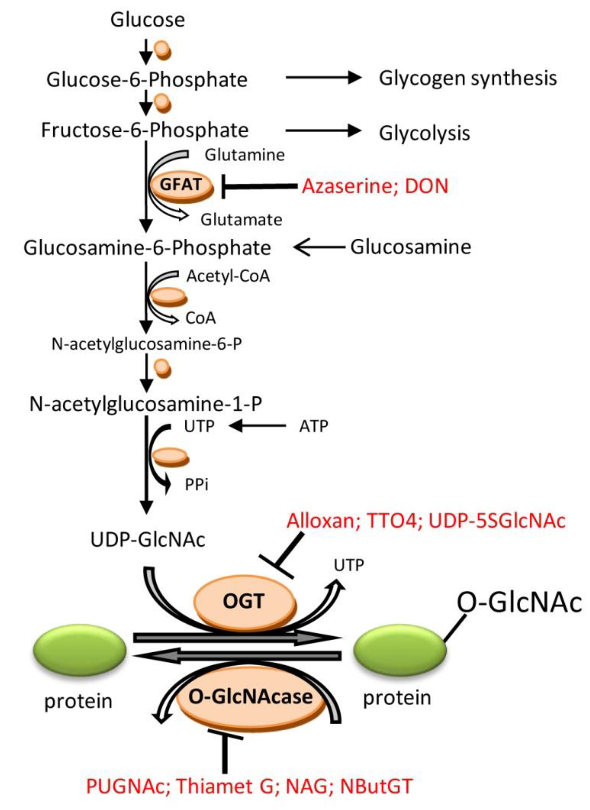 Pharmacological Inhibition of O-GlcNAcase Enhances Autophagy in
