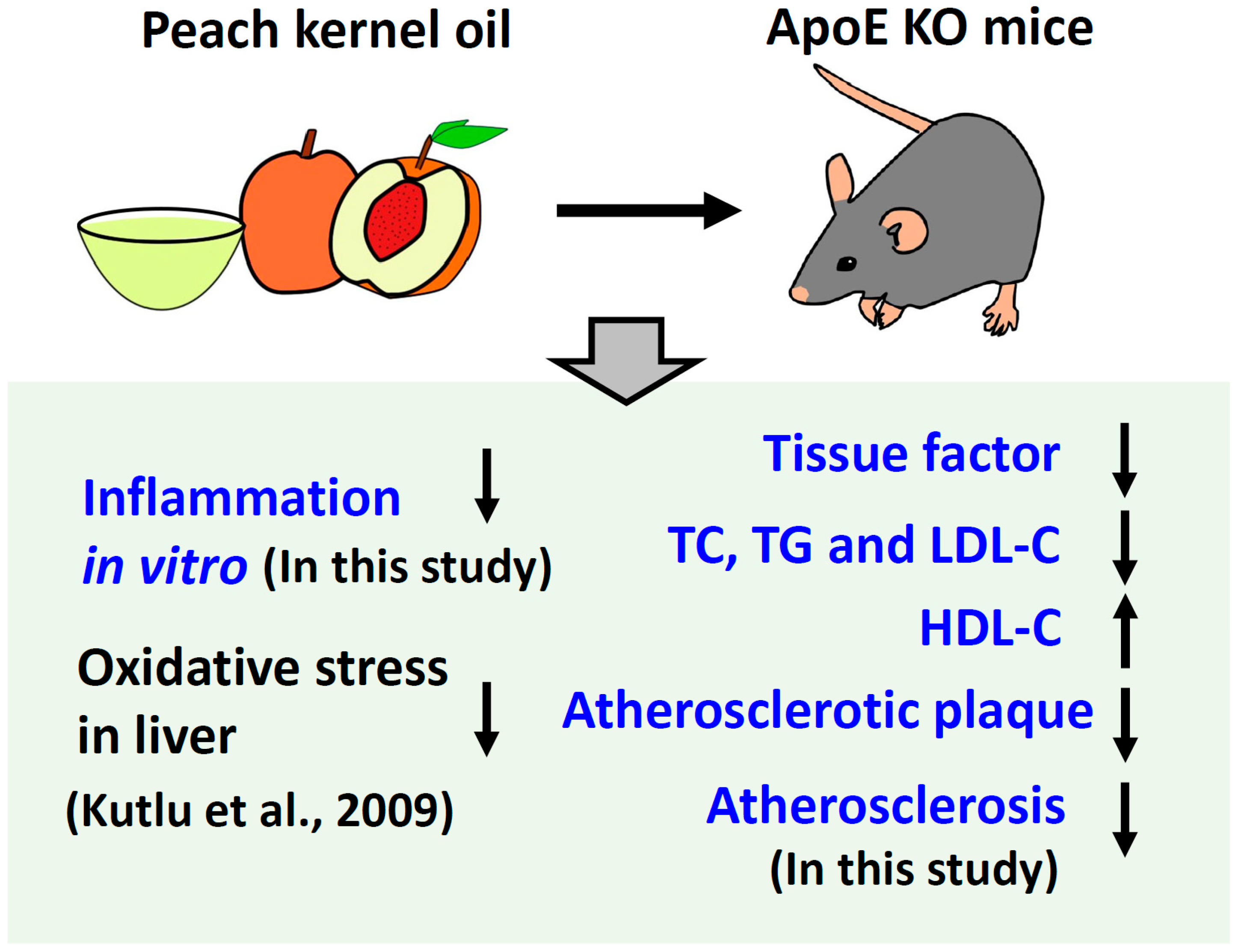 Ijms 20 00405 g005 Ijms 20 00405 g005
