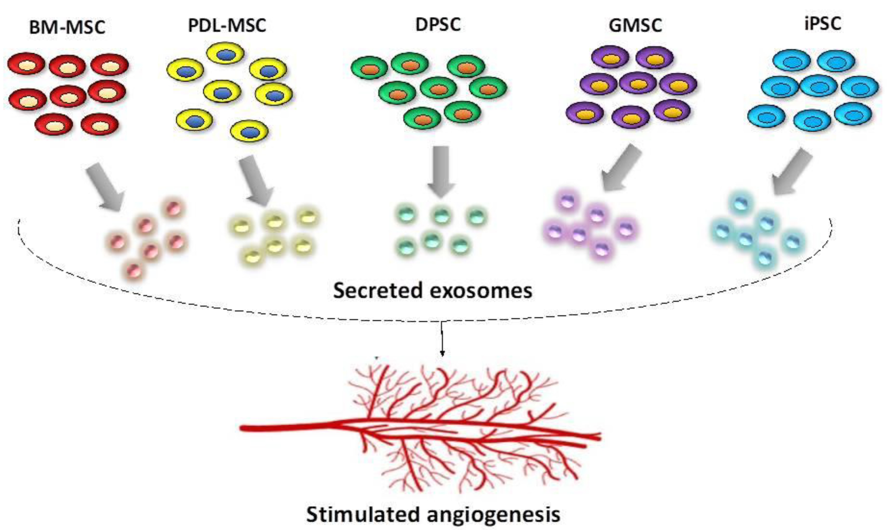 ファッション通販 Role The of in Exosomes Pro-Angiogenic and Angiogenesis その他