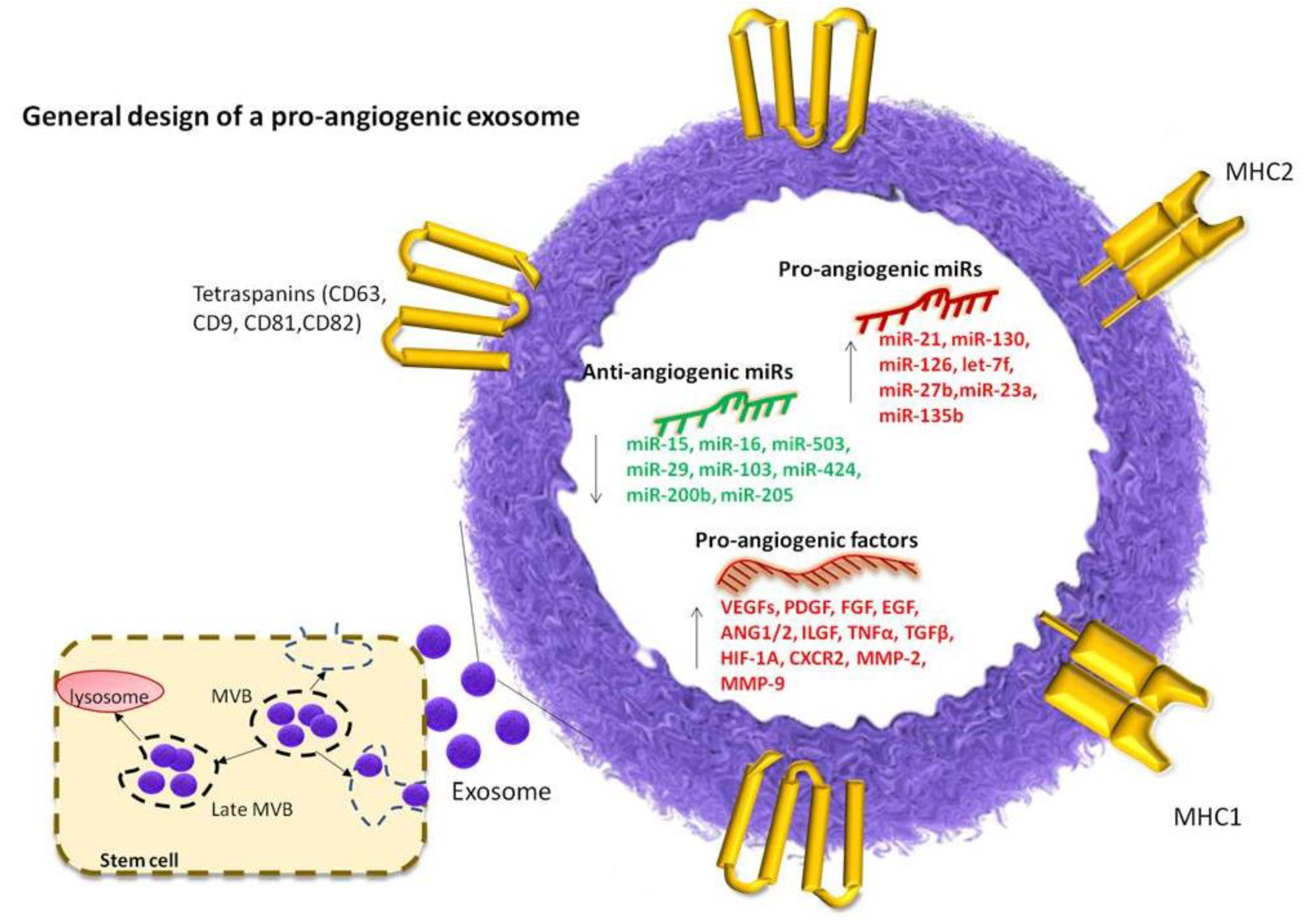 The Role of Angiogenesis and Pro-Angiogenic Exosomes in