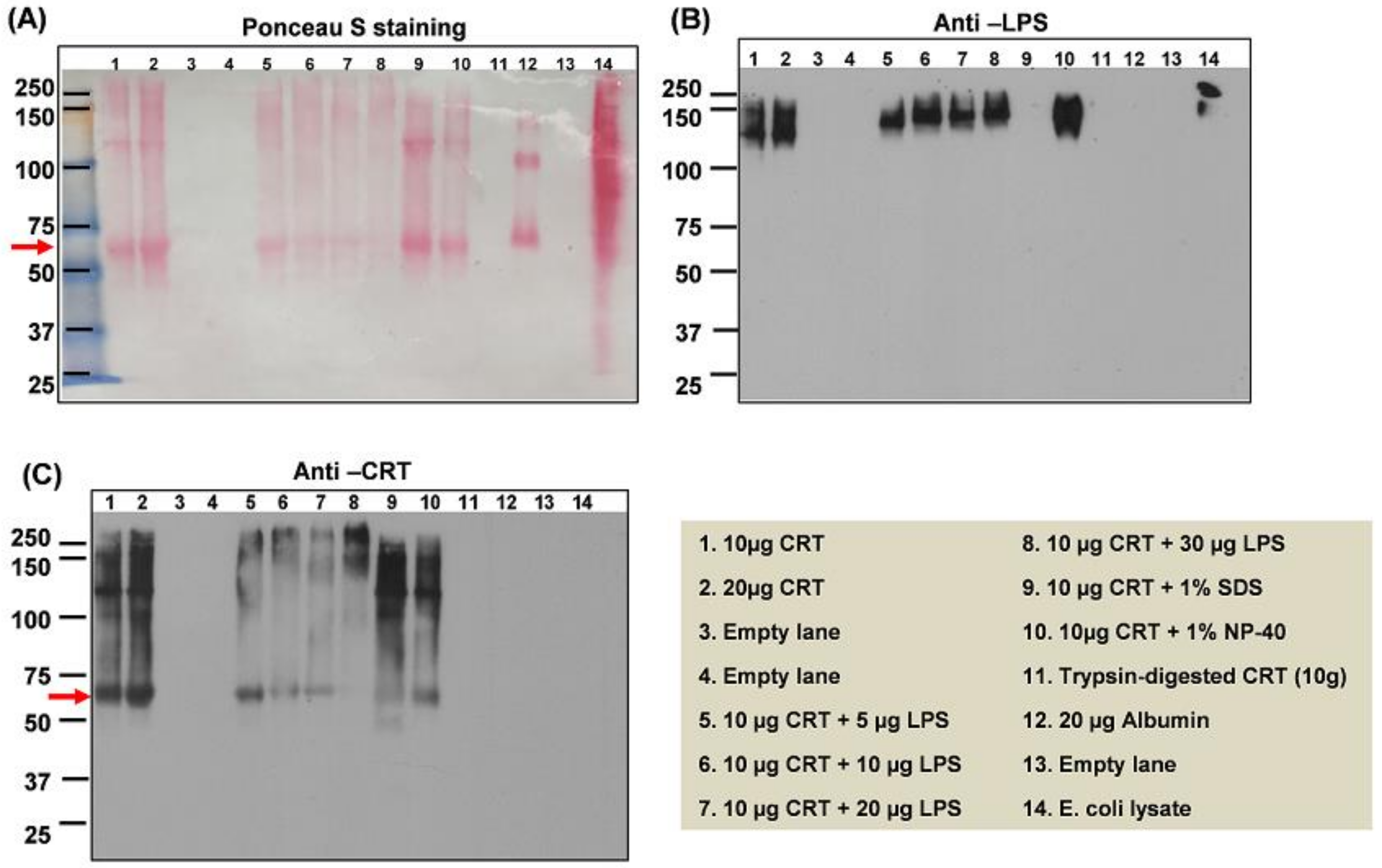 Ijms 20 00408 g002 Ijms 20 00408 g002