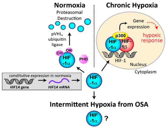 Hypoxia : The Tolerable Limits 低酸素症 許容限界 Frontiers | Emerging role of hypoxia-inducible factor-1α in