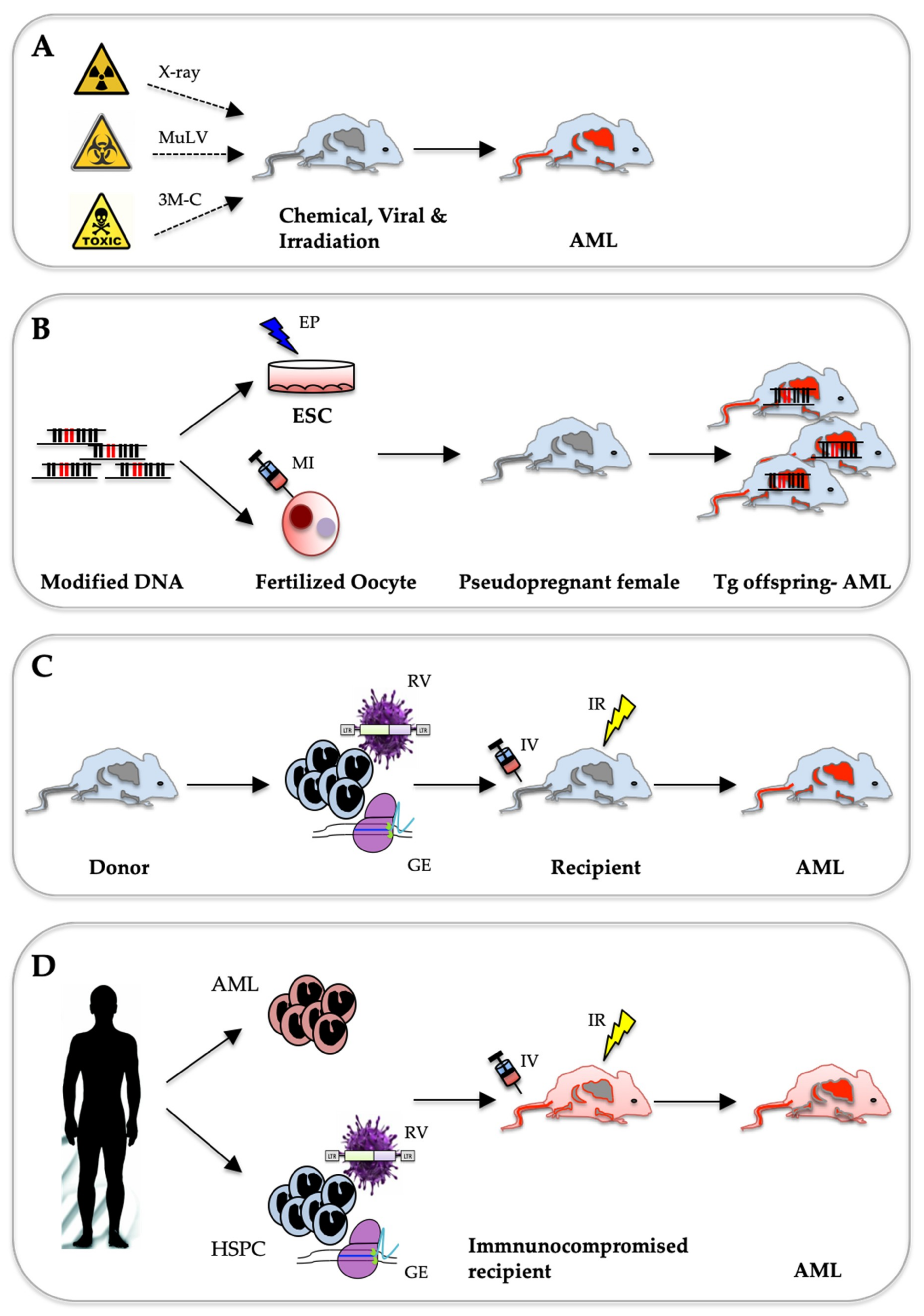 Ijms Free Full Text Murine Models Of Acute Myeloid Leukaemia Html