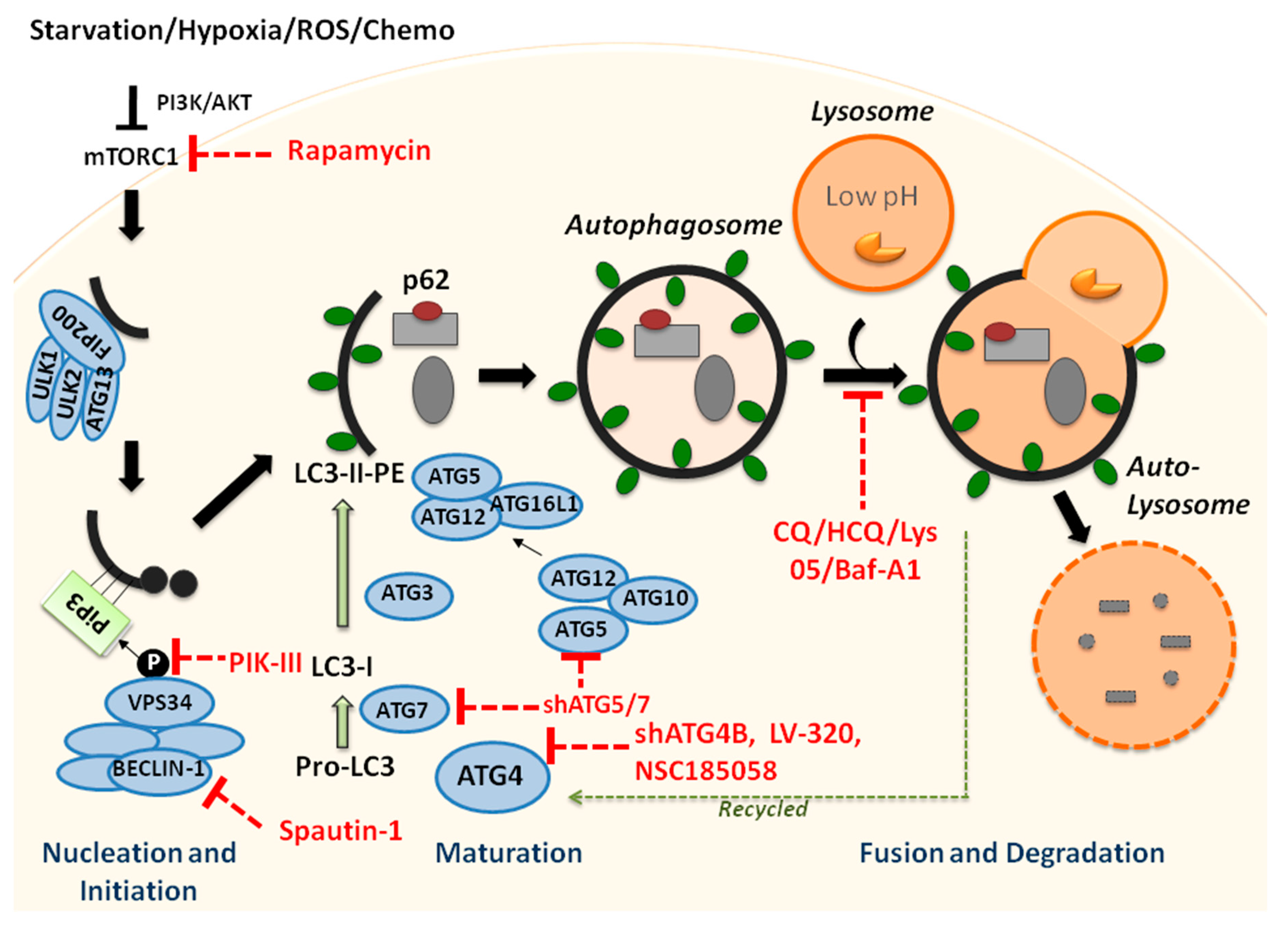 Ijms 20 00461 g001 Ijms 20 00461 g001