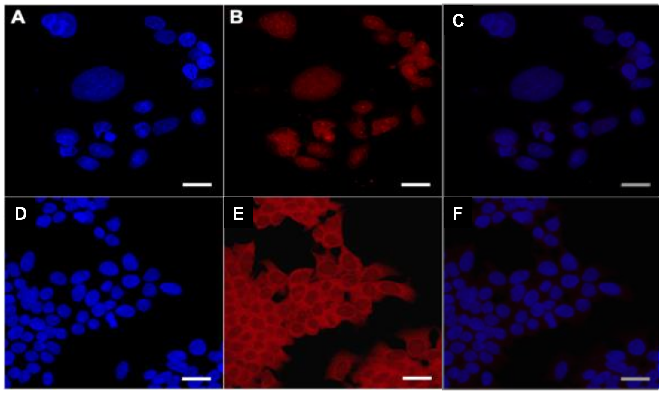 Ijms 20 00471 g005 Ijms 20 00471 g005