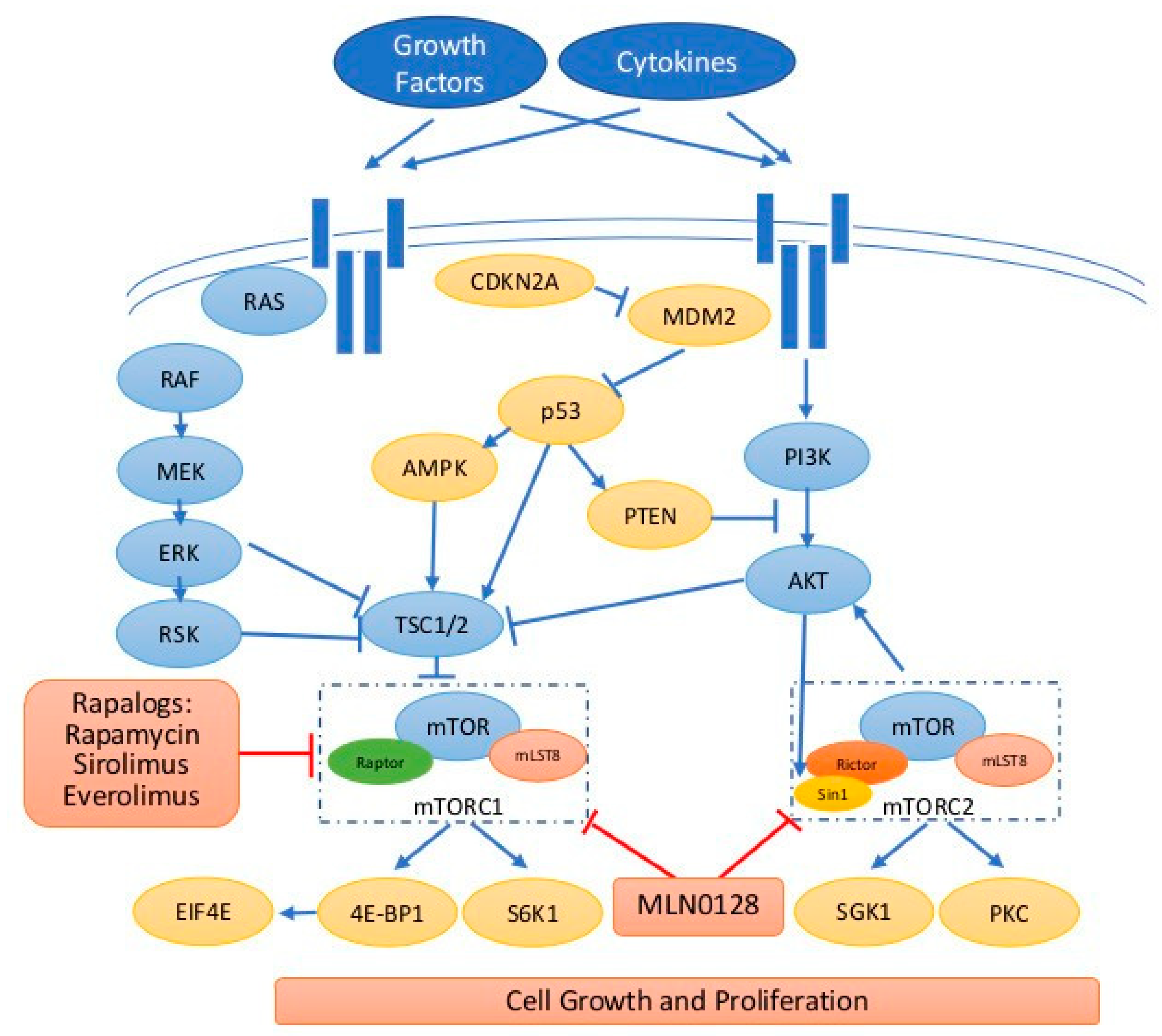 mTOR Inhibitors in Advanced Biliary Tract Cancers