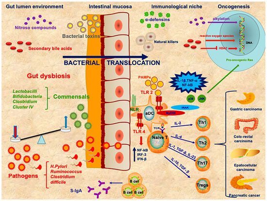Ijms Free Full Text The Interplay Between Immunity And Microbiota