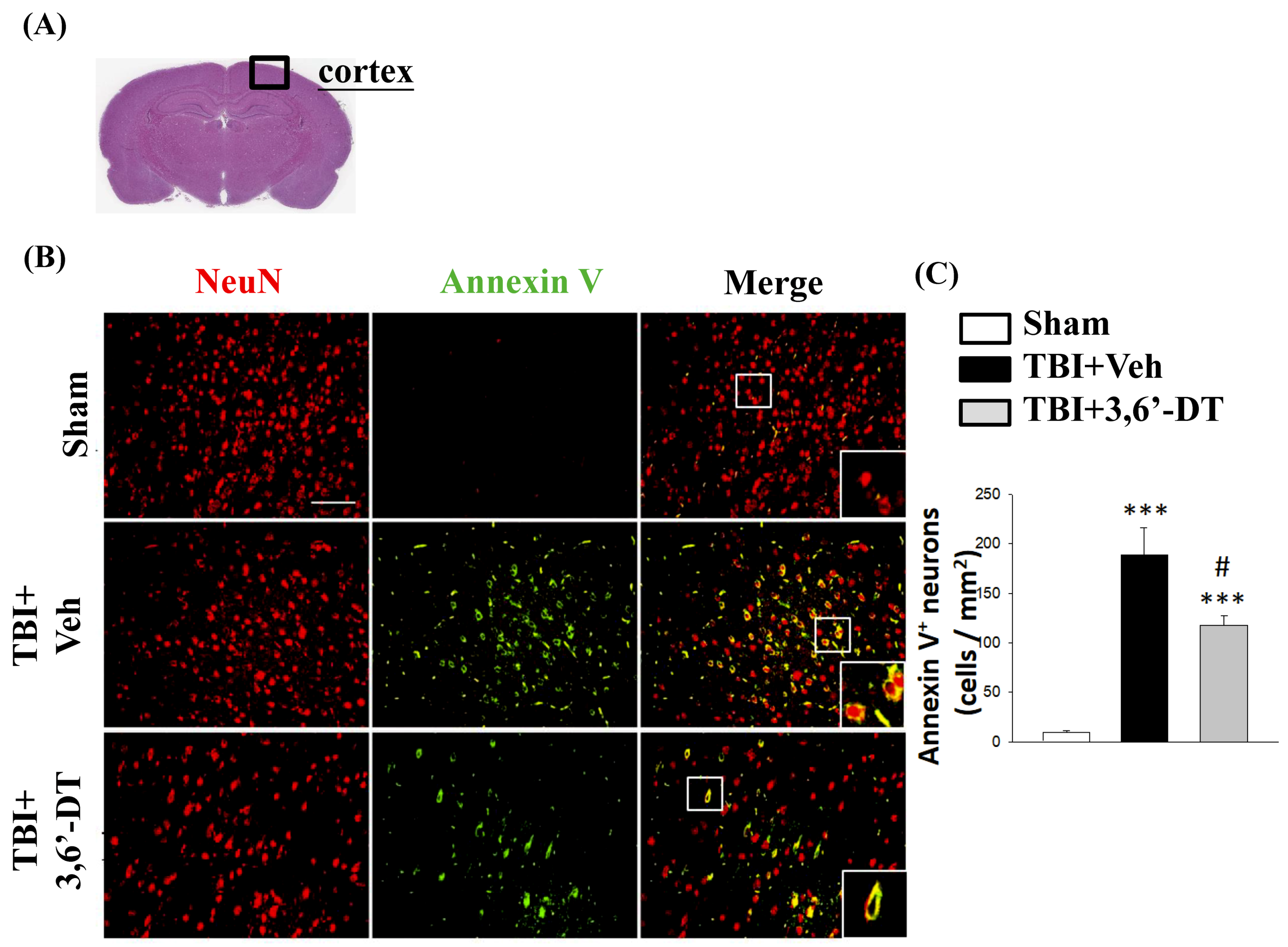 Ijms 20 00502 g005 Ijms 20 00502 g005