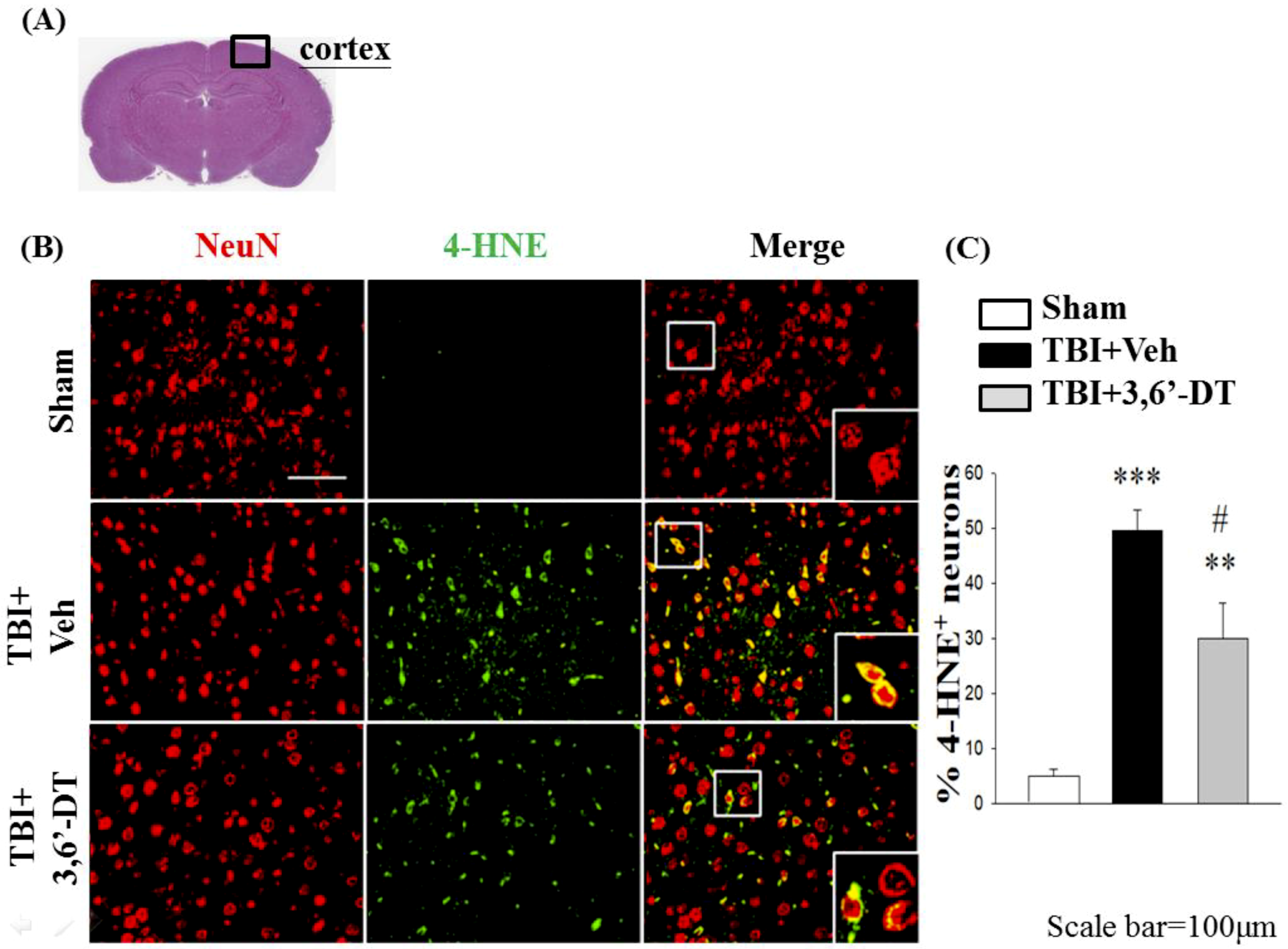 Ijms 20 00502 g009 Ijms 20 00502 g009