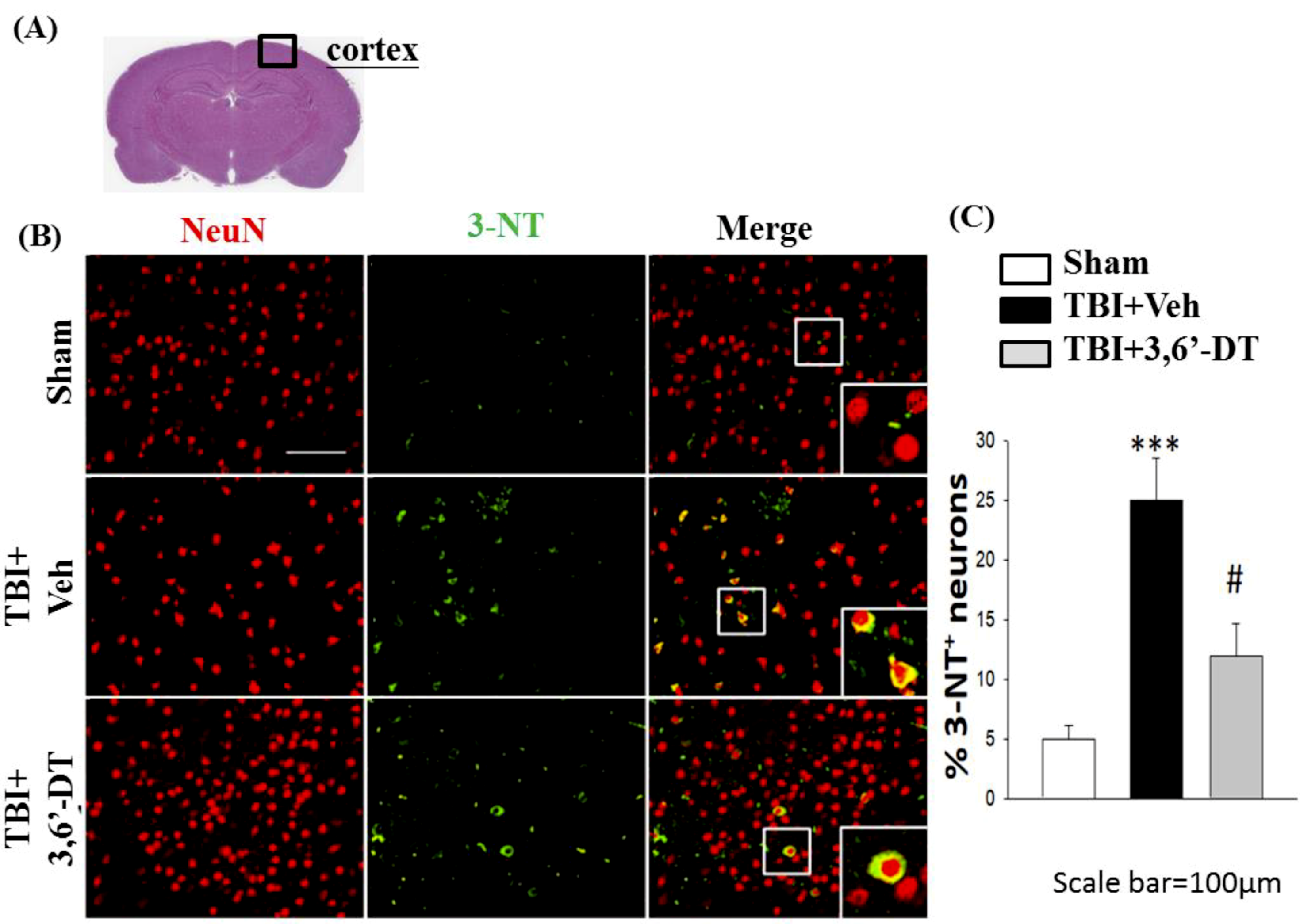 Ijms 20 00502 g010 Ijms 20 00502 g010