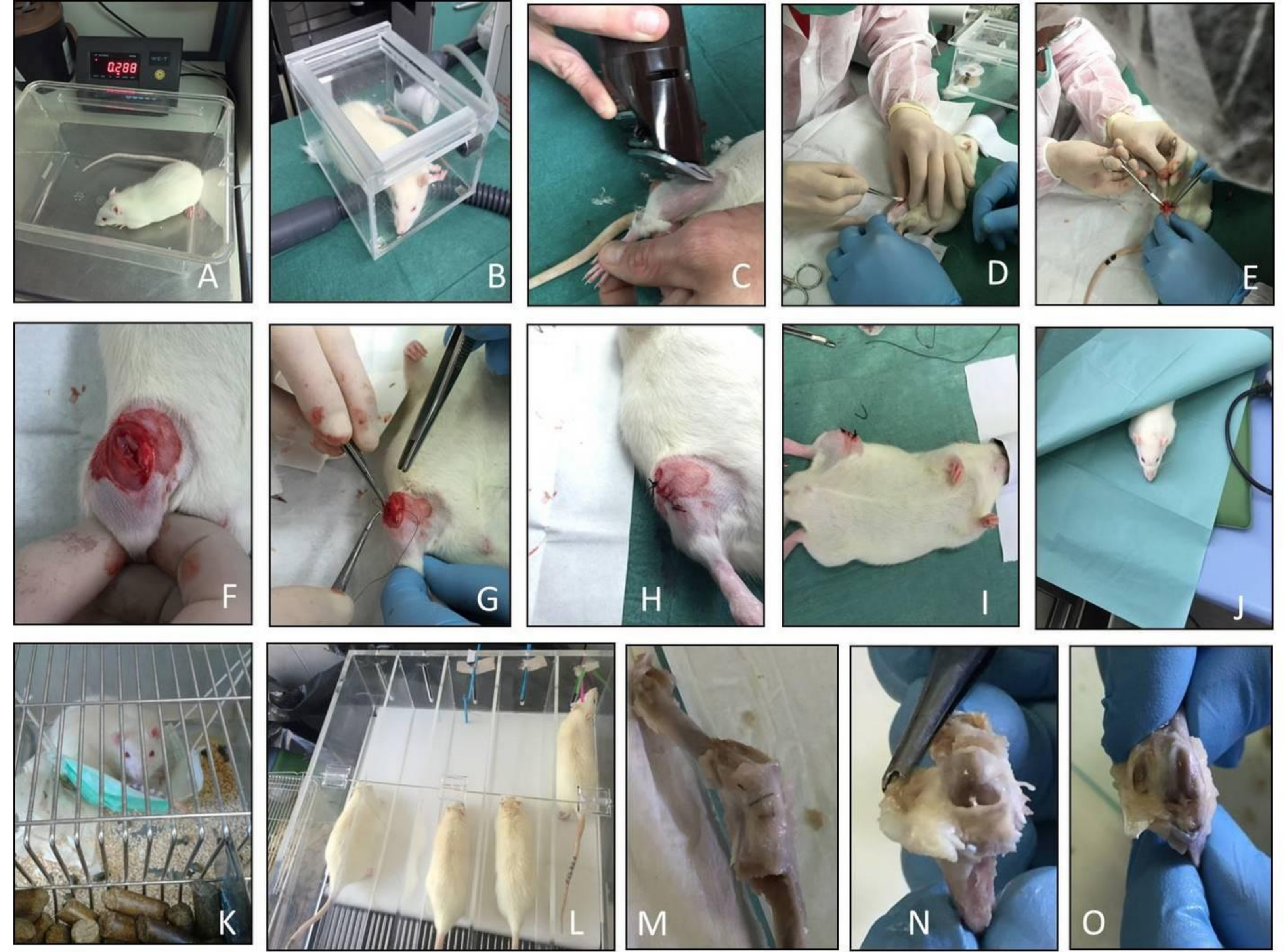 Ijms 20 00511 g005 Ijms 20 00511 g005