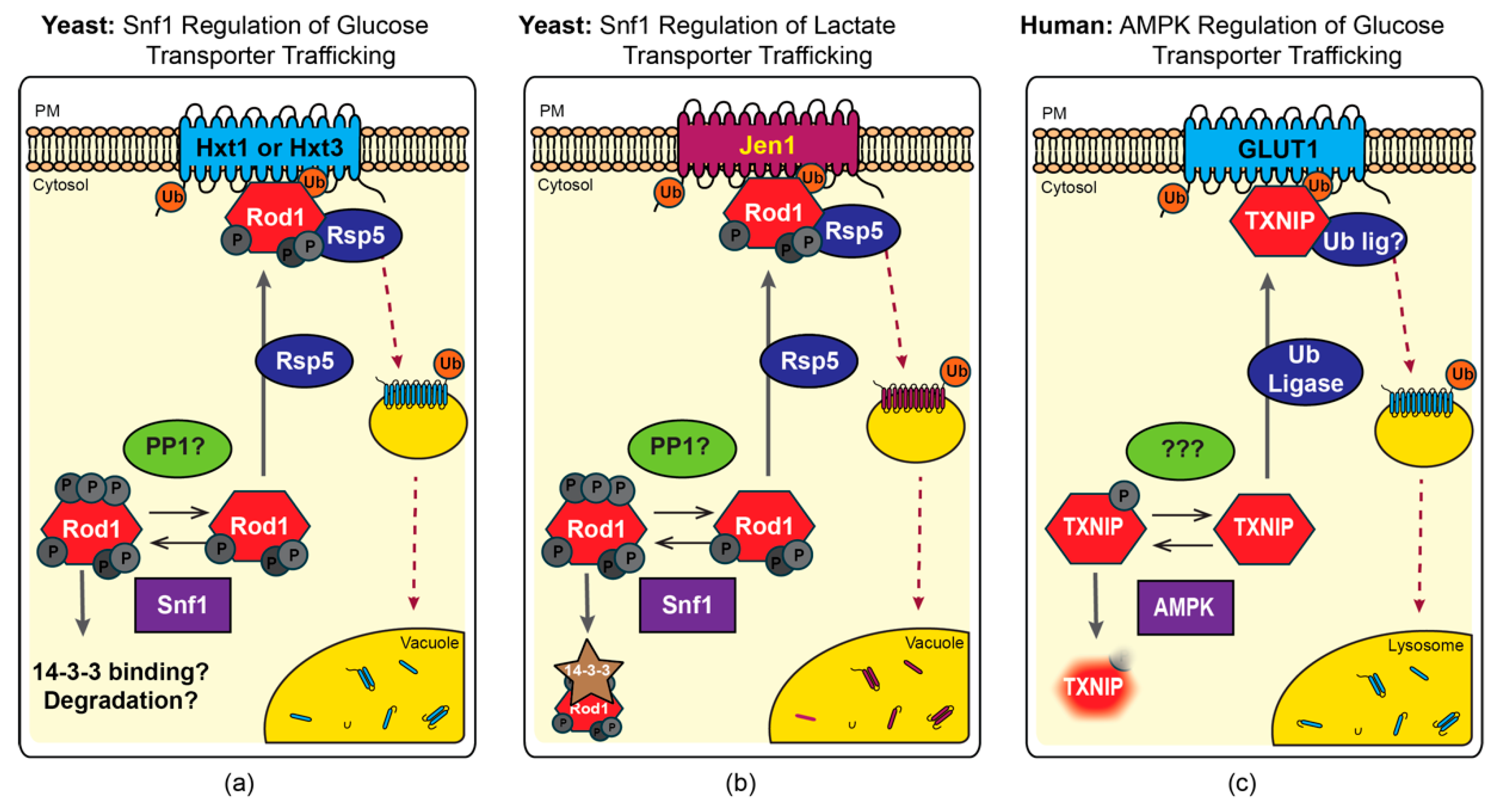 Ijms 20 00515 g001 Ijms 20 00515 g001