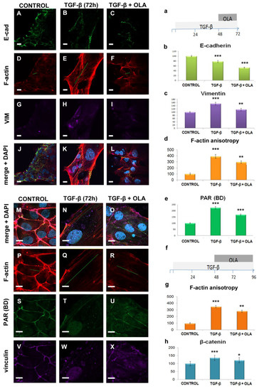 Ijms Free Full Text Parp 1 2 Inhibitor Olaparib Prevents Or Partially Reverts Emt Induced By Tgf B In Nmumg Cells Html