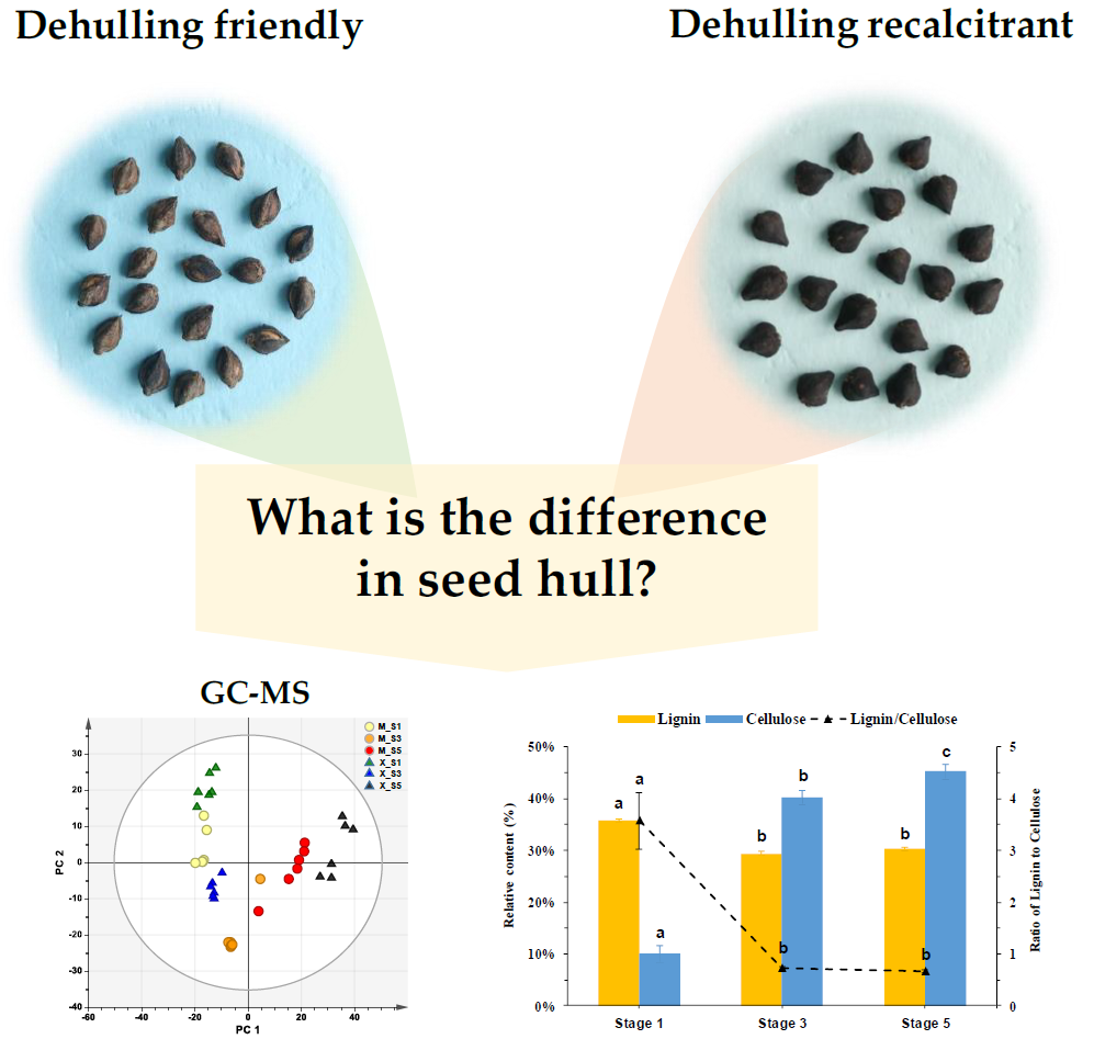IJMS Free FullText Variations in Accumulation of Lignin and Cellulose and Metabolic Changes