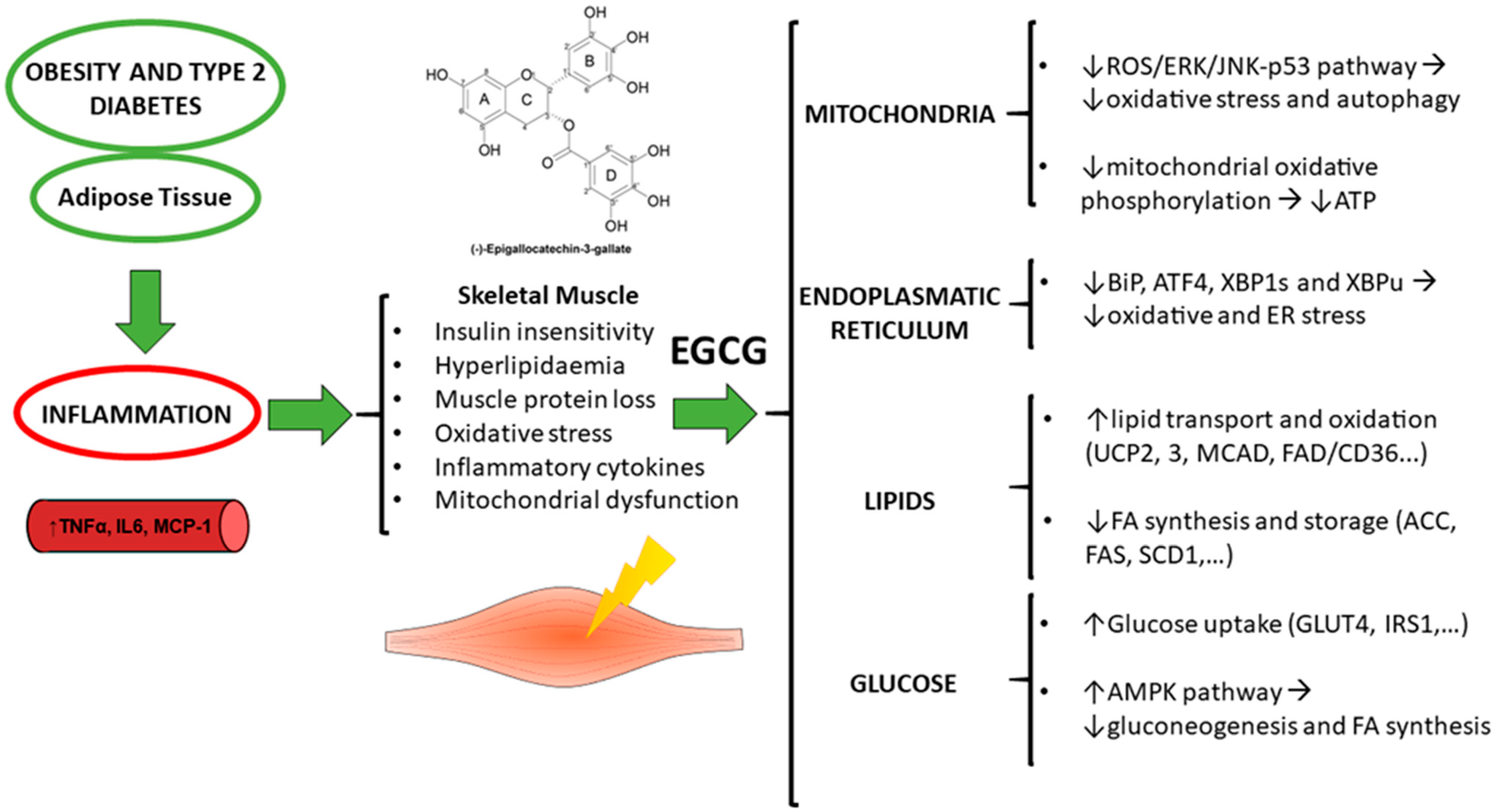 Ijms 20 00532 g002 Ijms 20 00532 g002