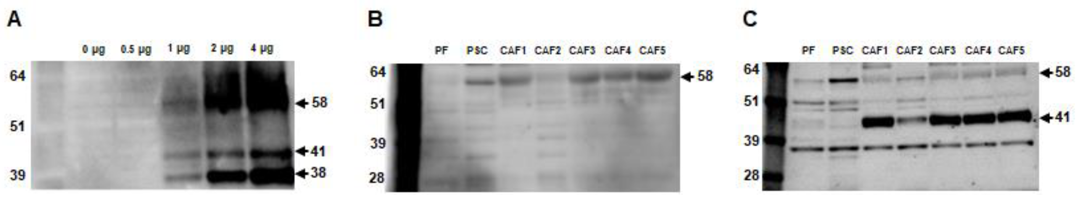 Ijms 20 00559 g001 Ijms 20 00559 g001