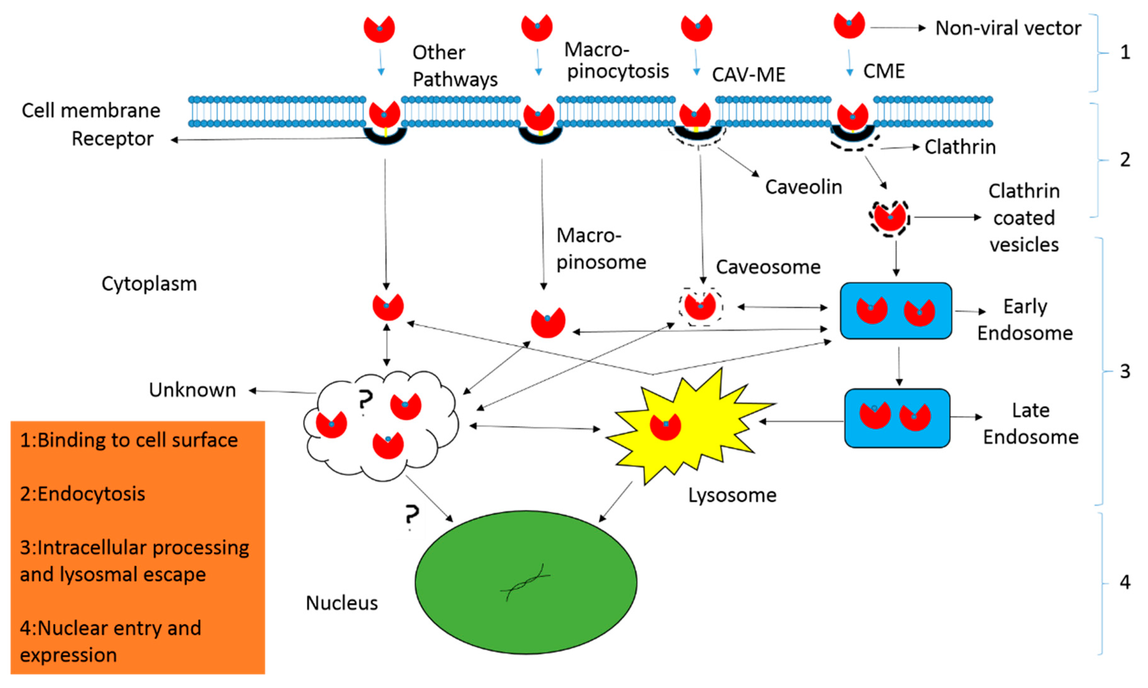 Ijms 20 00565 g003 Ijms 20 00565 g003