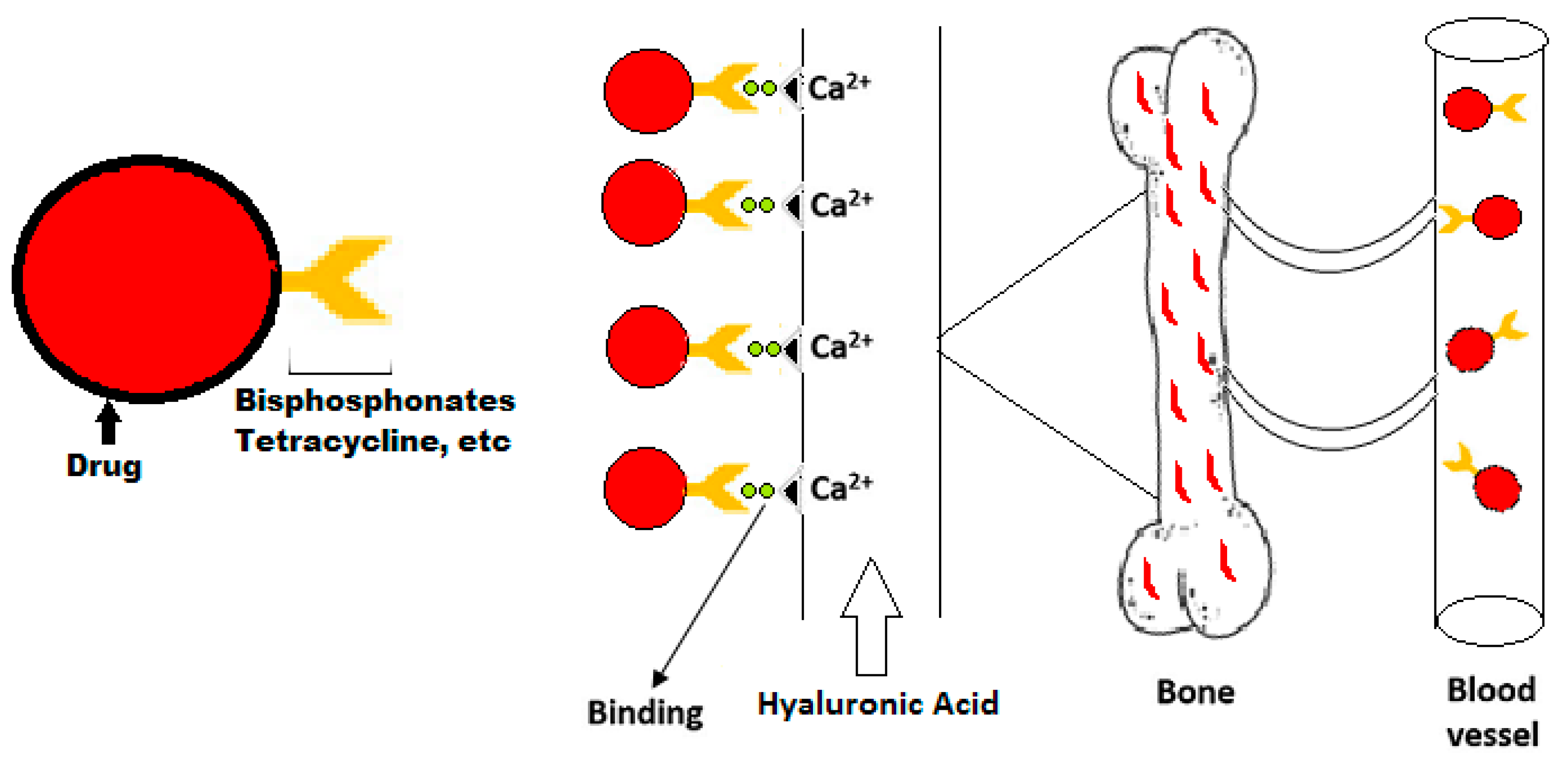 Ijms 20 00565 g004 Ijms 20 00565 g004