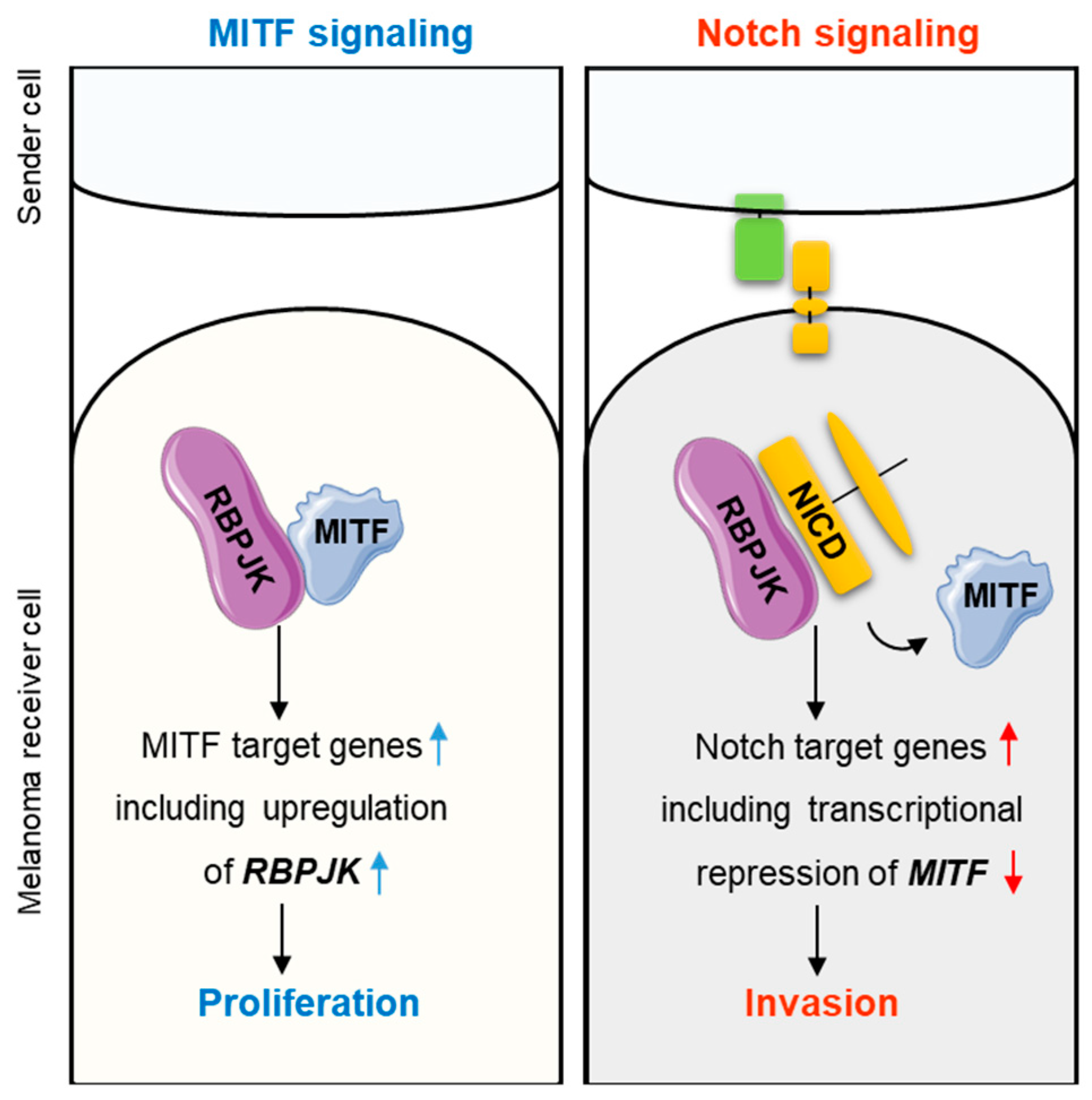 Ijms 20 00576 g003 Ijms 20 00576 g003