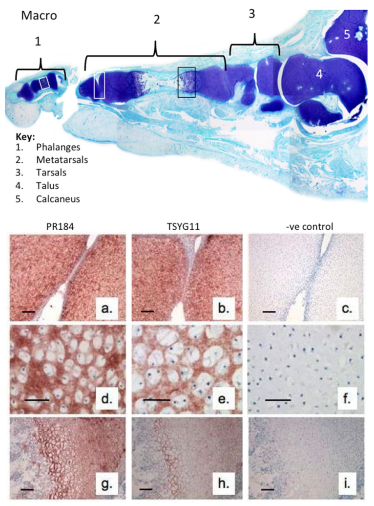 Ijms 20 00579 g001