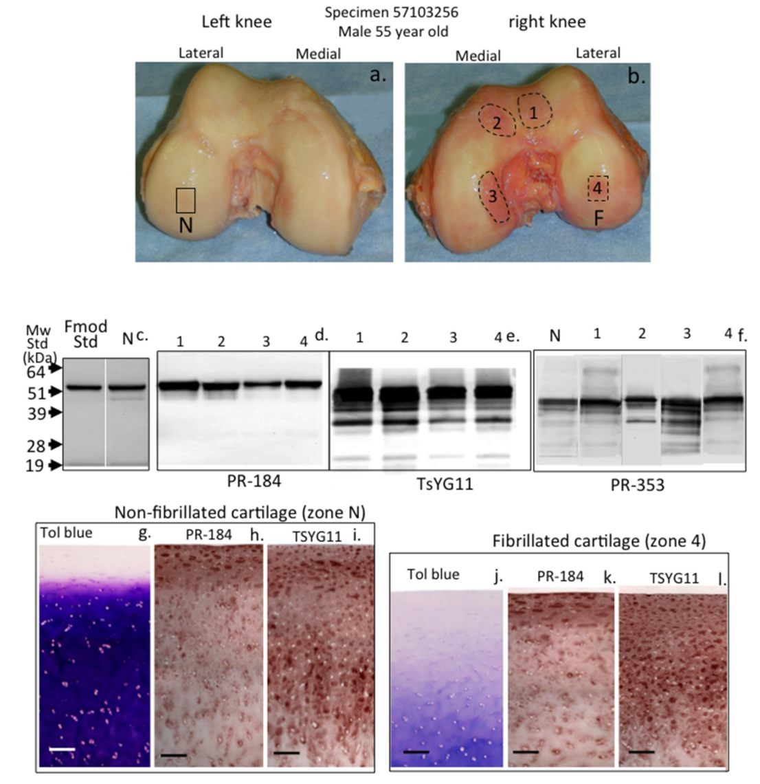Ijms 20 00579 g002