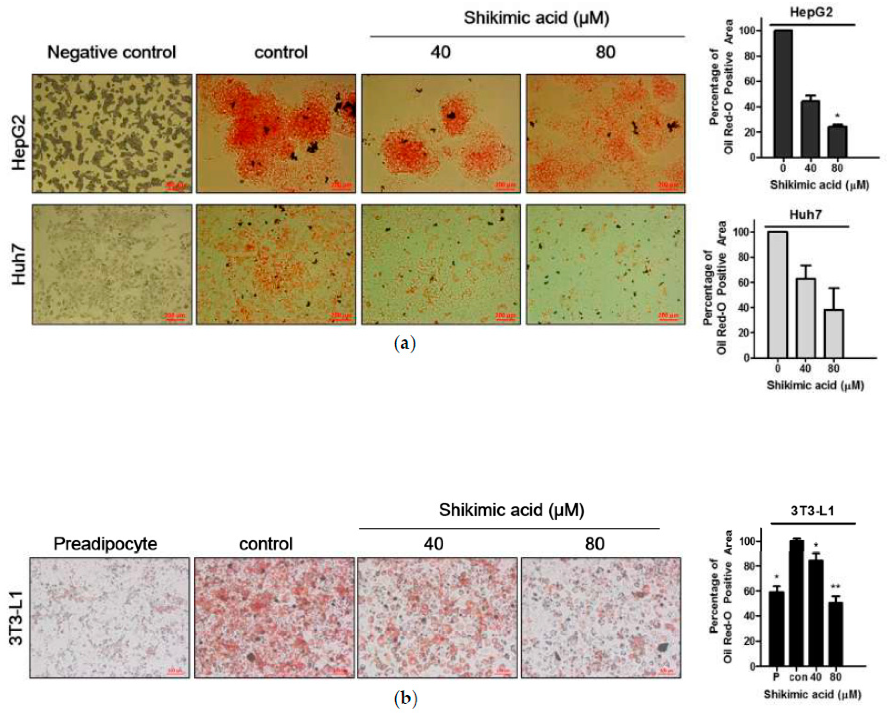 Ijms Free Full Text Hypolipogenic Effect Of Shikimic Acid Via Inhibition Of Mid1ip1 And Phosphorylation Of Ampk Acc Html