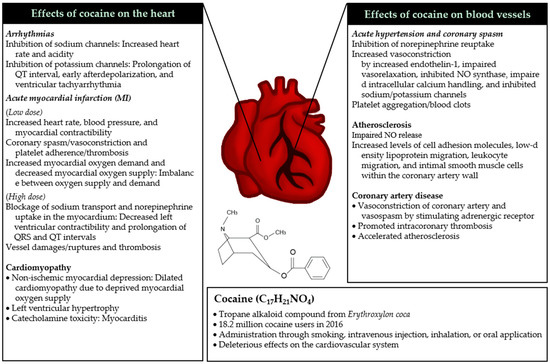 Cocaine use can make otherwise resistant immune cells susceptible