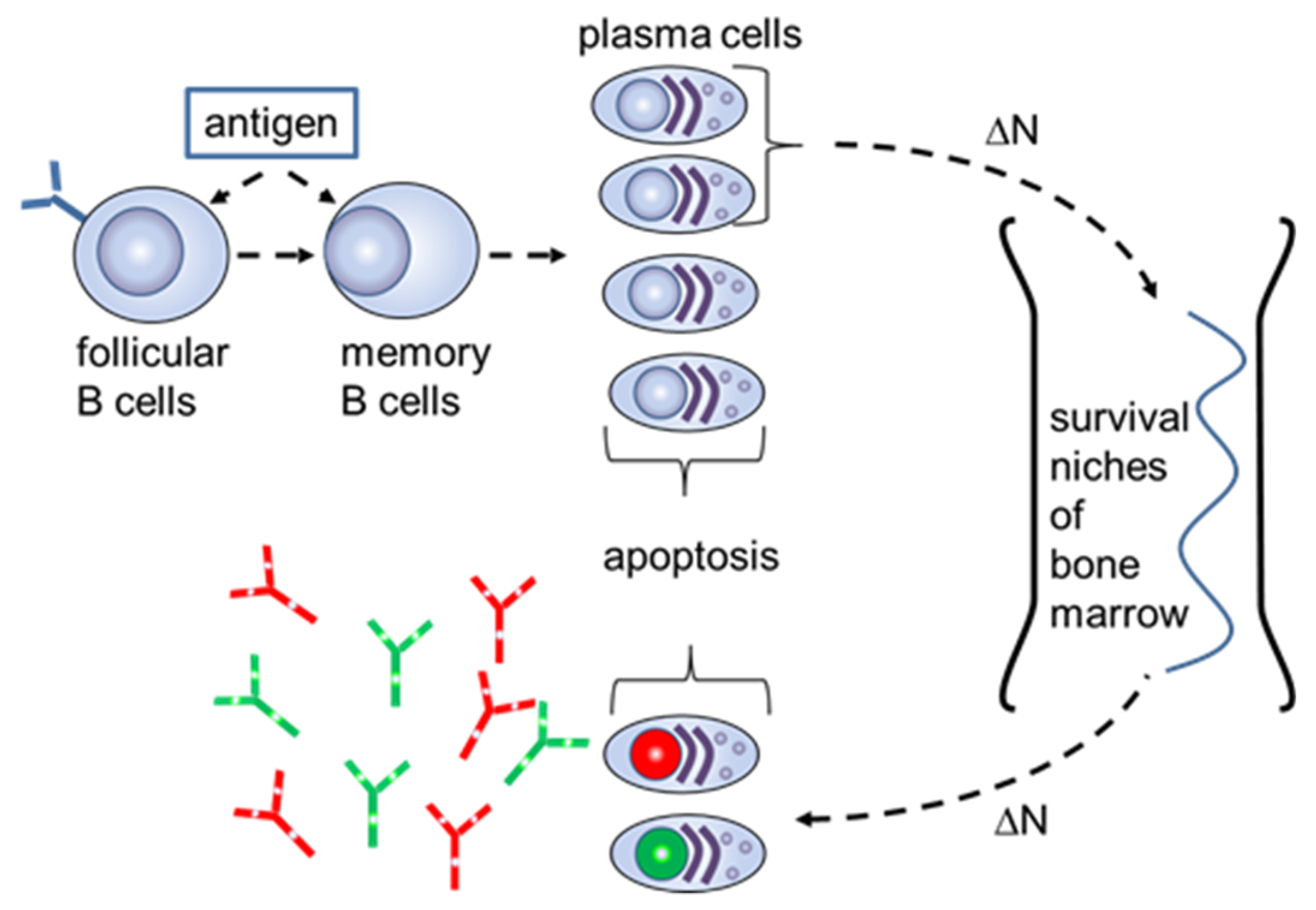 Ijms 20 00604 g002 Ijms 20 00604 g002