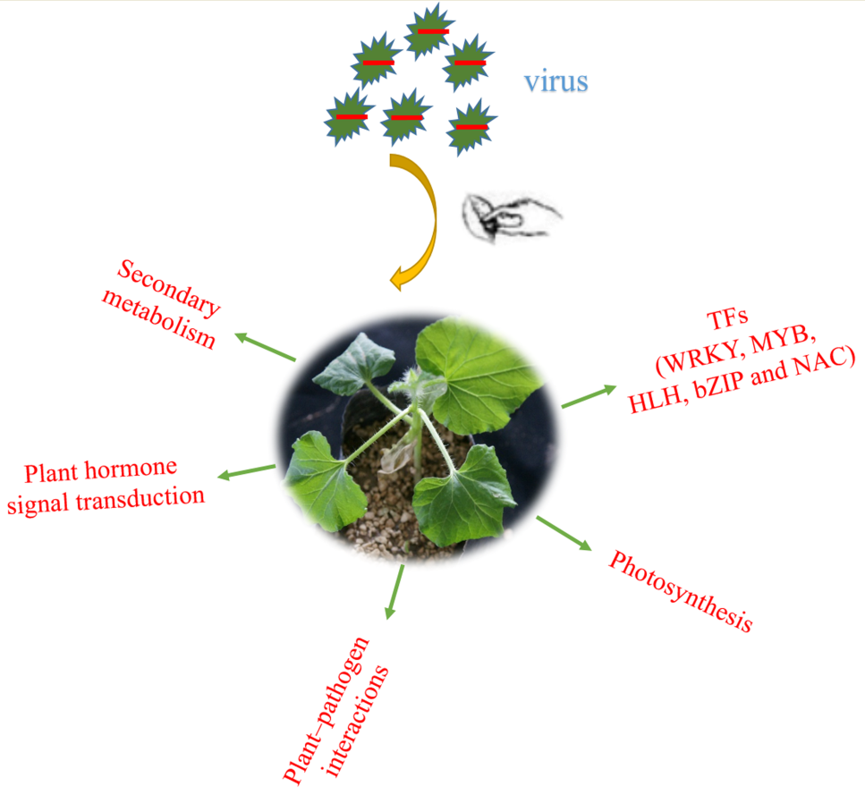 IJMS Free FullText Transcriptome Analysis of Watermelon Leaves