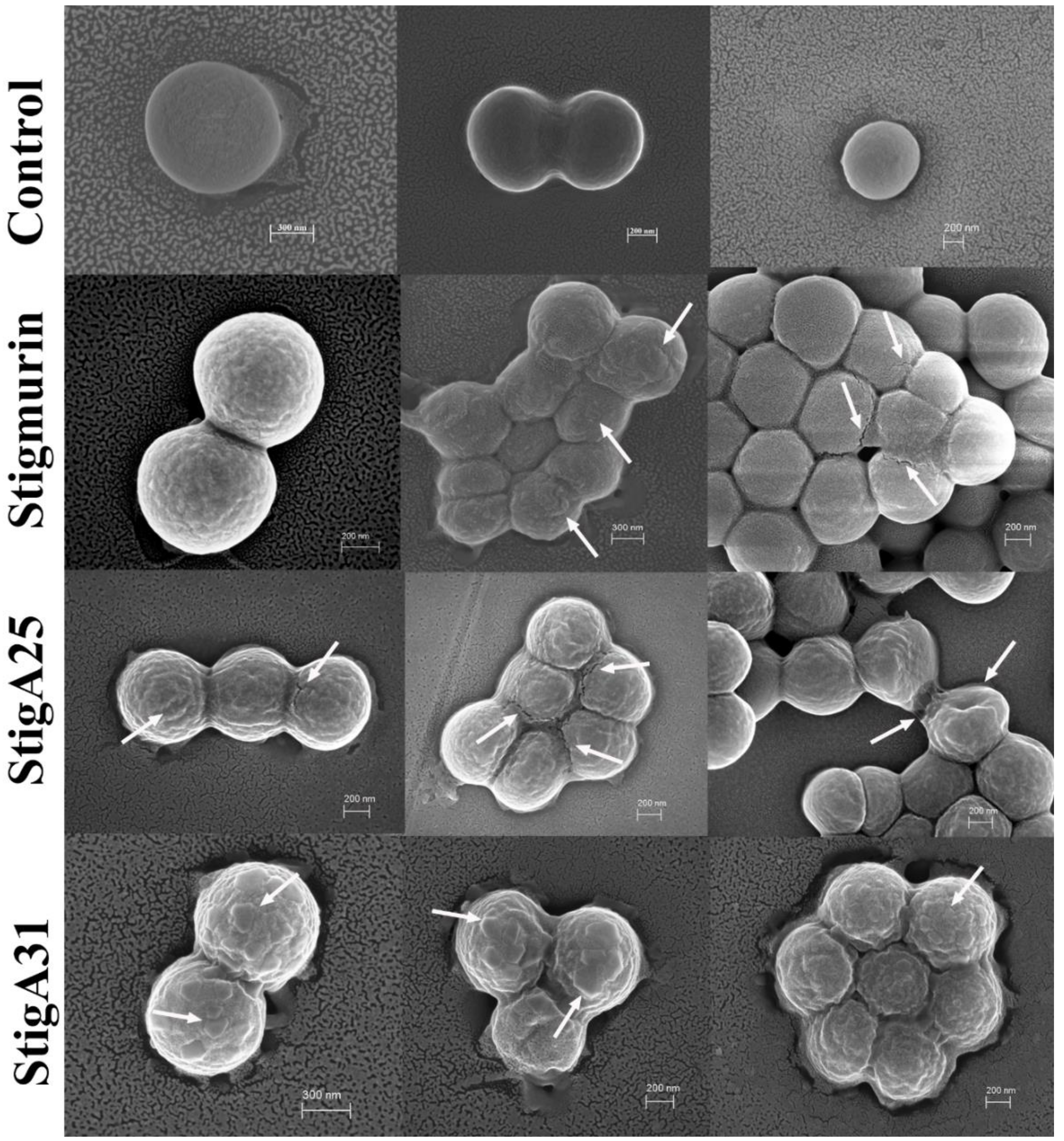 Ijms 20 00623 g011 Ijms 20 00623 g011